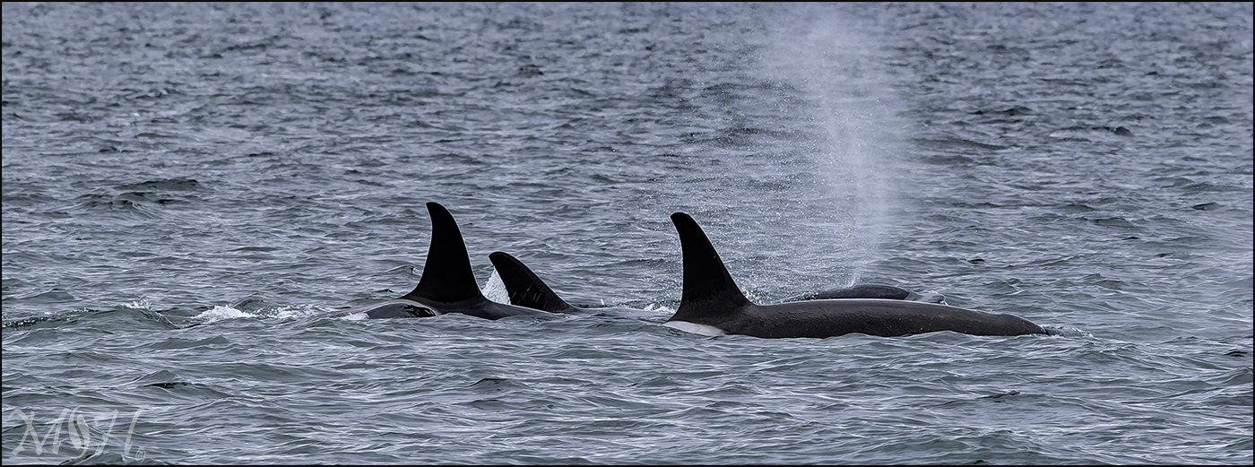 54696 Orca Pod Breaching.jpg
