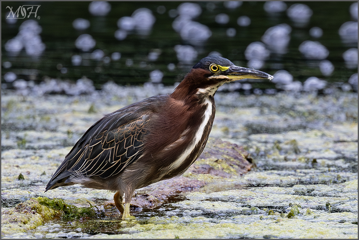 55204_Green Heron.jpg