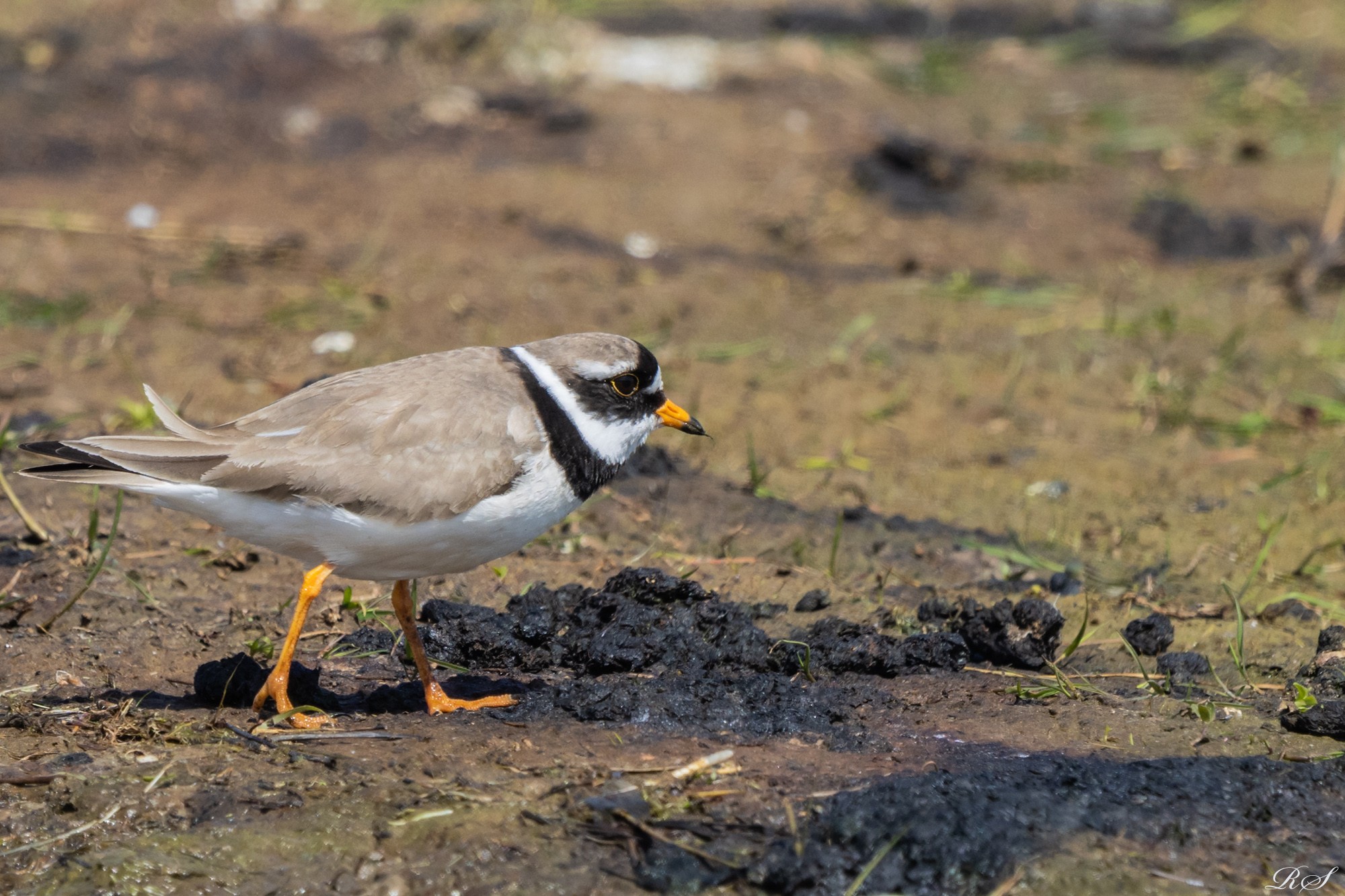 5D2A1296.jpg större Strandpipare