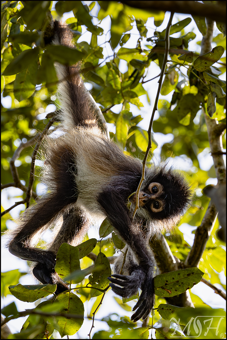 62339_Hangin Baby Spider.jpg