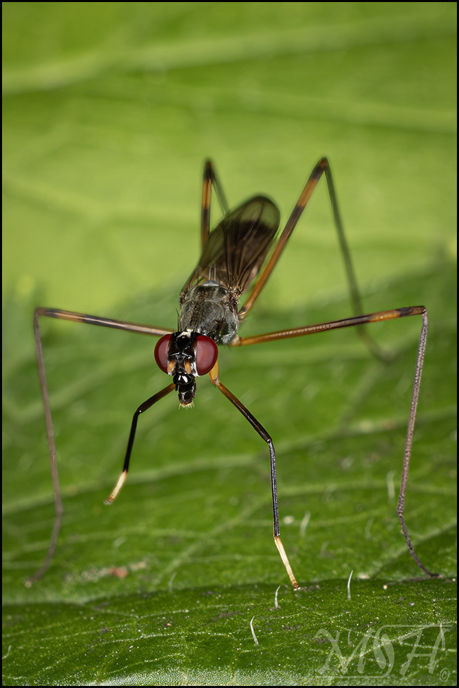 73063 Stilt-Legged Fly.jpg