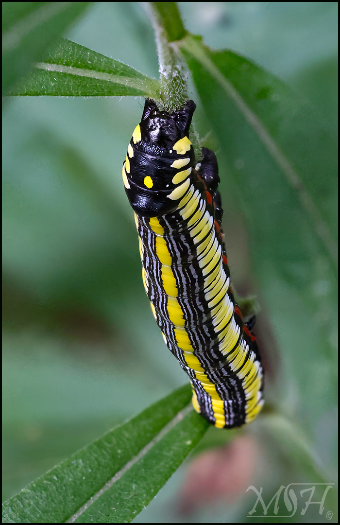 7753_Brown Hooded Owlet Moth Caterpillar.jpg