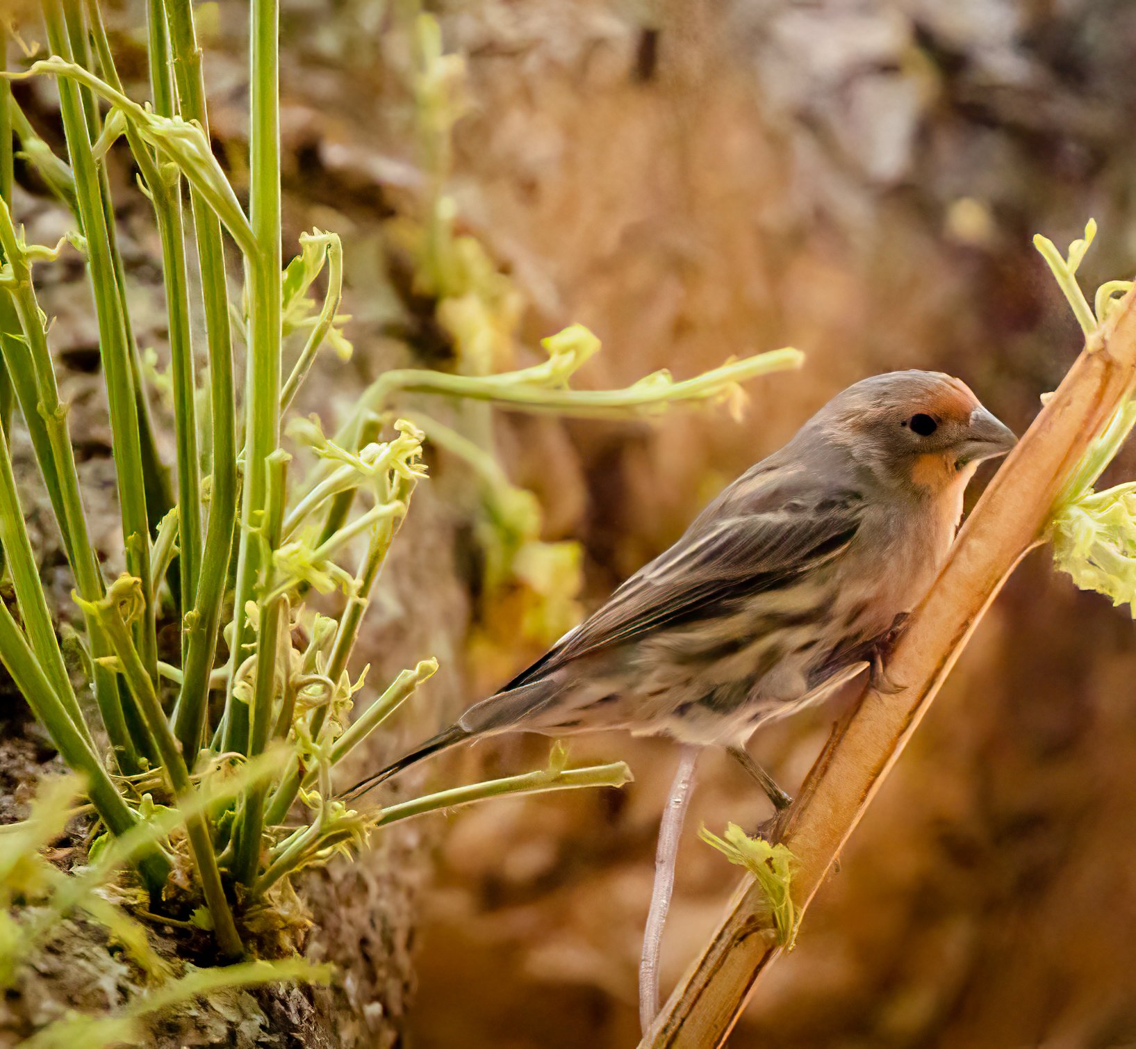 9-4-21_finch2.jpg