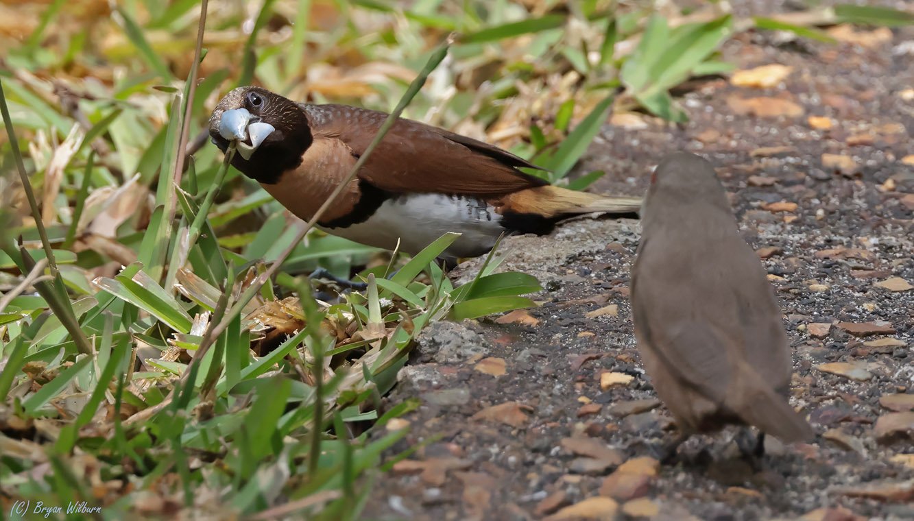 _17A0085 Chestnut-breasted Munia Noumea New Caladonia R5MkII 100-500 500mm f71 6400th ISO3200 ...jpg