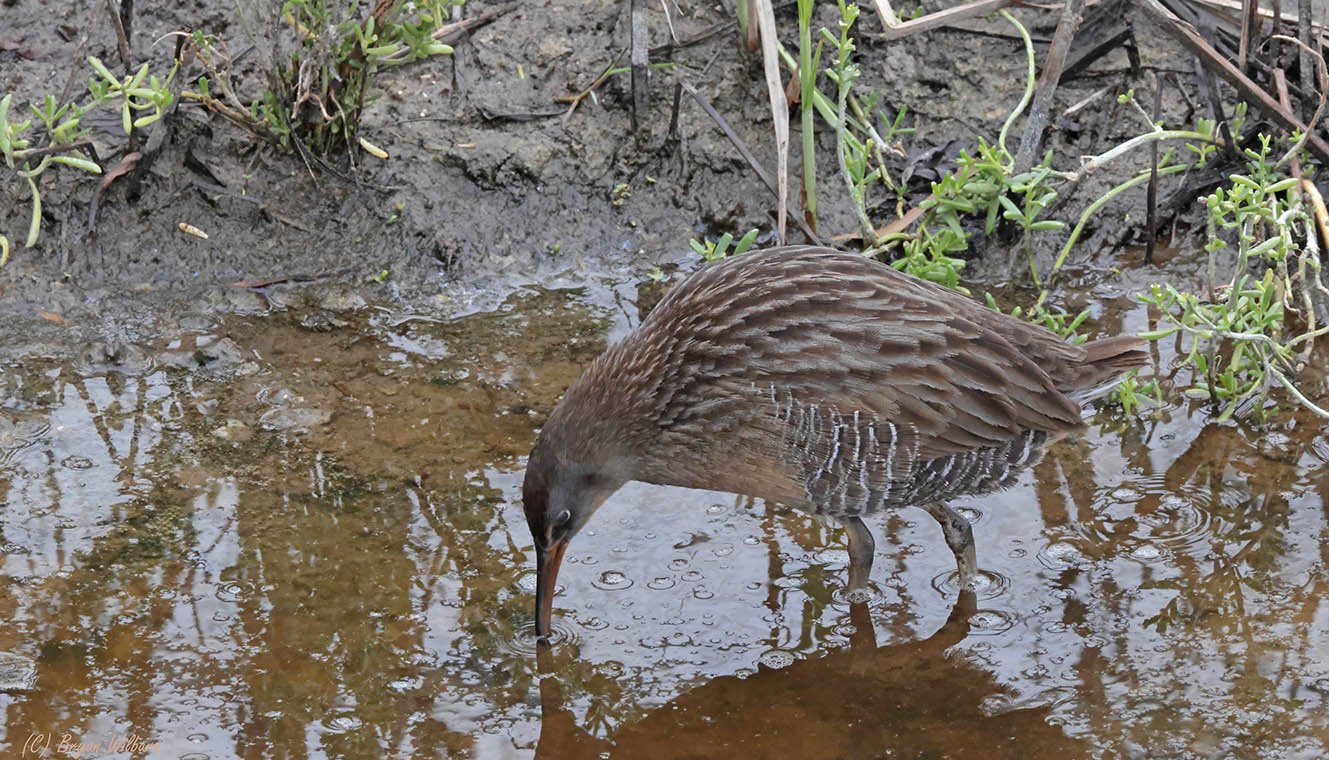 _17A0531  Clapper Rail Leonabell Port A R5MkII 100-500 w14x 420mm f20 640th ISO6400 Cr Sm.jpg