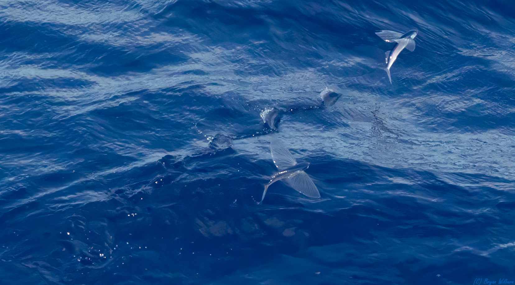 _17A6443 Flying Fish R5MkII 100-500 500mm f13 5000th ISO3200 2025_10_06_10-53-39N-161-52-46W C...jpg