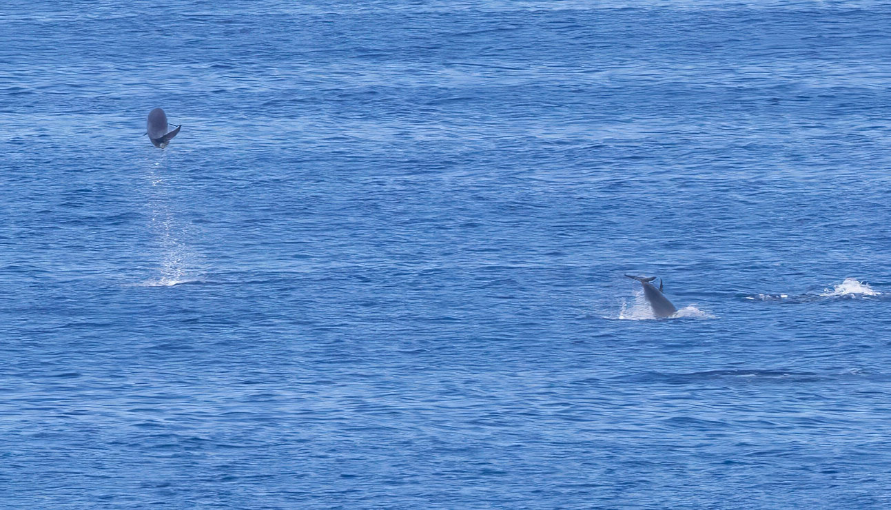 _17A7181 Daulphin 2025_10_06_3-18-20N_164-30-4W R5MkII 100-500 500mm f71 8000th ISO4000 Cr SM.jpg