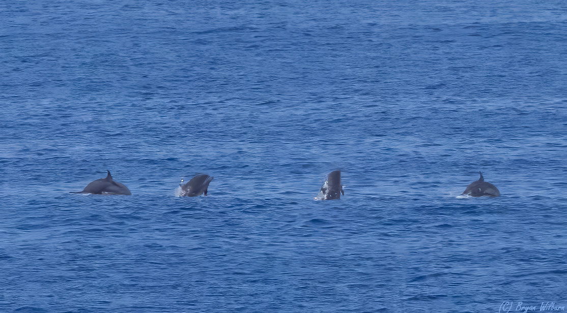 _17A7239 Daulphin 3-24-59N_164-27-45W 2025_10_06 R5MkII 100-500 f71 16000th ISO4000 Cr SM.jpg