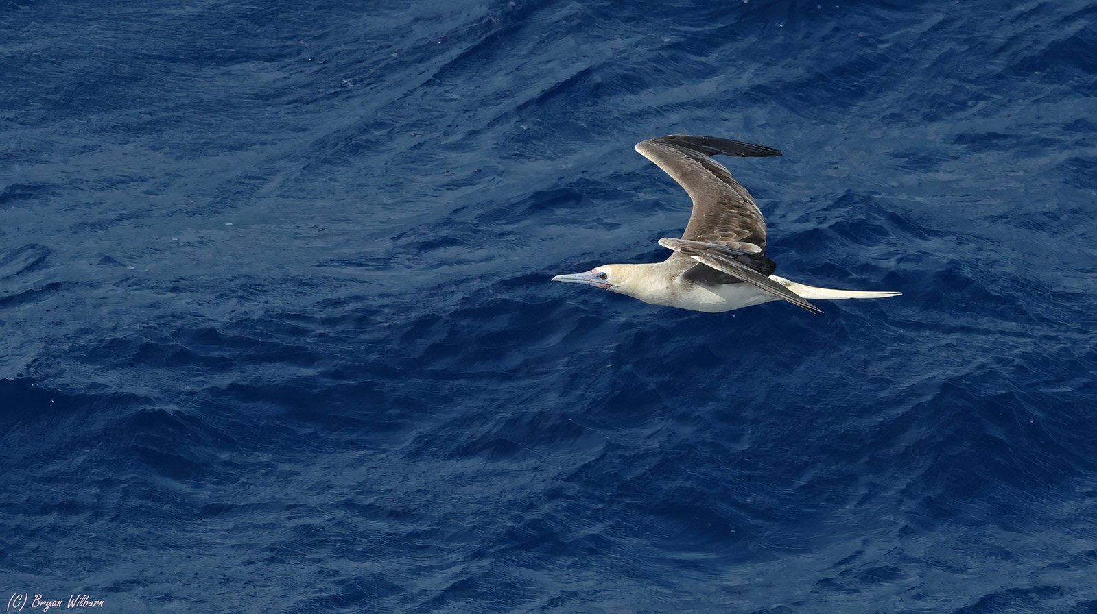 _17A8938  Red-footed Booby 16 36' 27 S - 175 58 17 W R5MkII 100-500 500mm f10 3200th ISO1600 Cr.jpg
