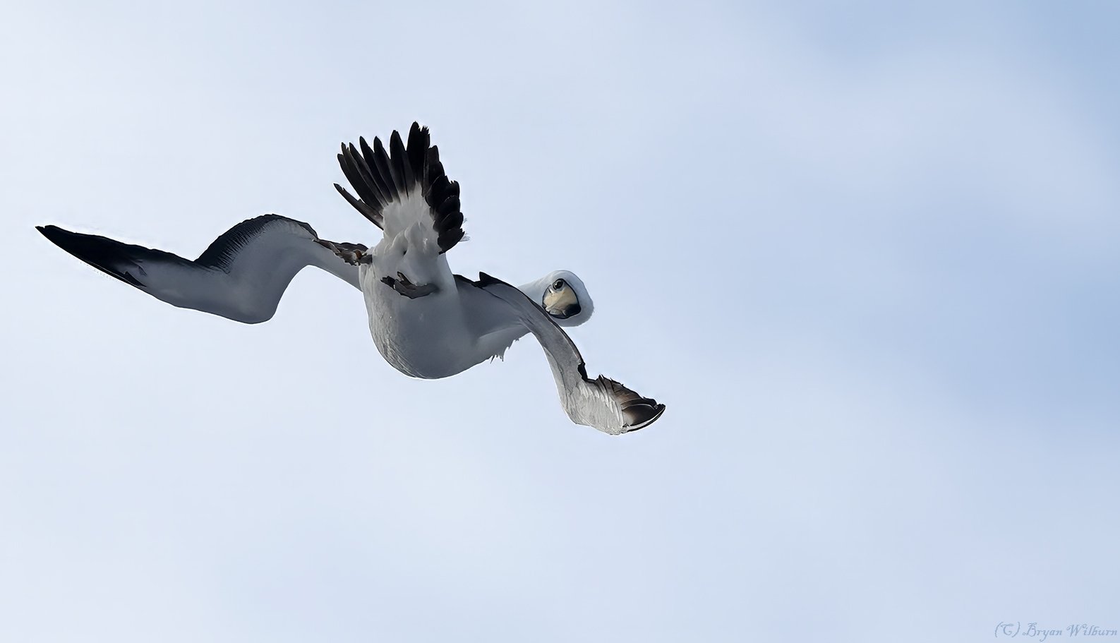 _17A9443 Masked Booby 24 40 42 S 163 2 50 E R5MkII  100-500 500mm f71 8000th ISO160 Cr.jpg