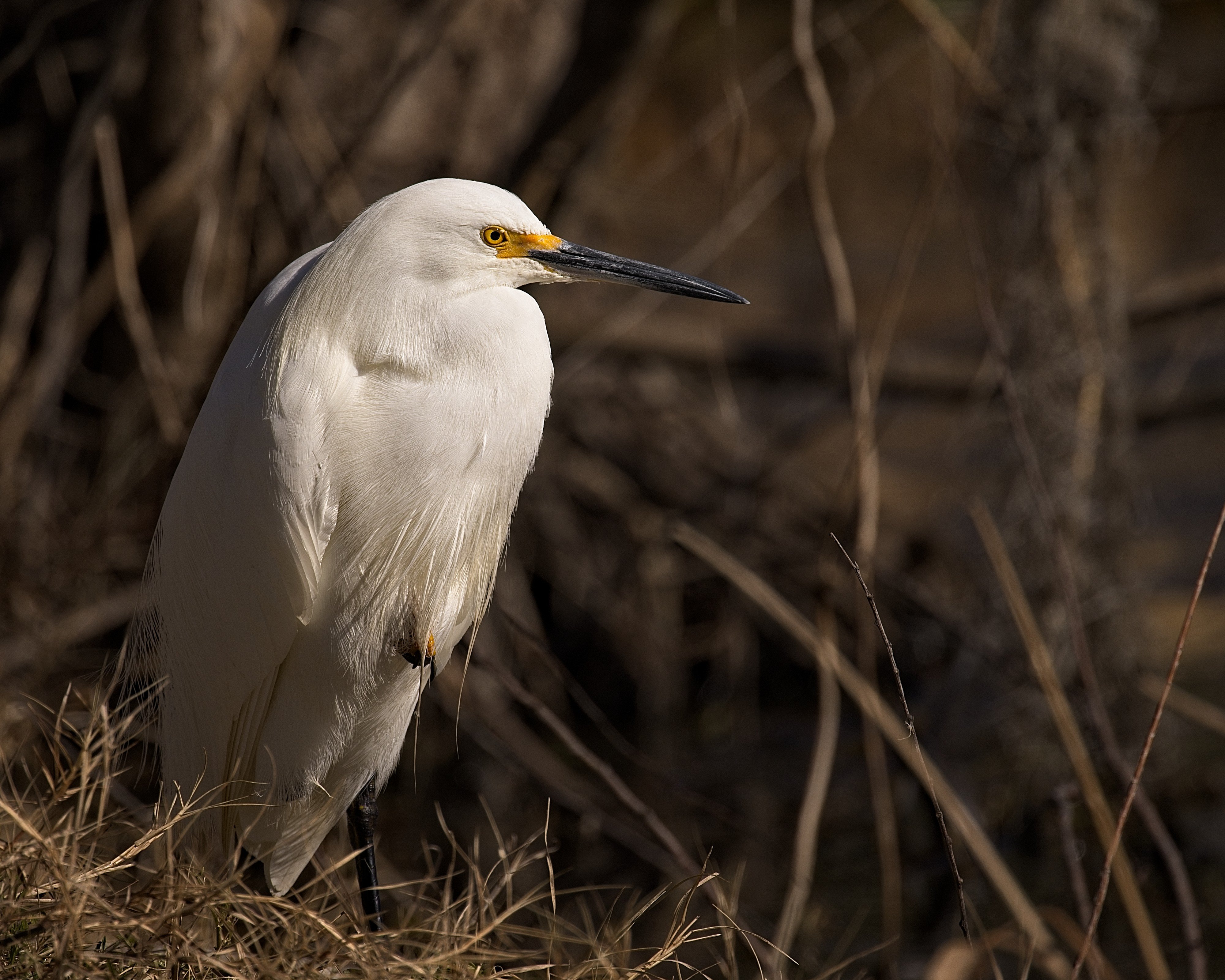 _A8A1474 snowy egret BBSP ISO200 800th EV-1.33 4000 pixels 20210223.jpg