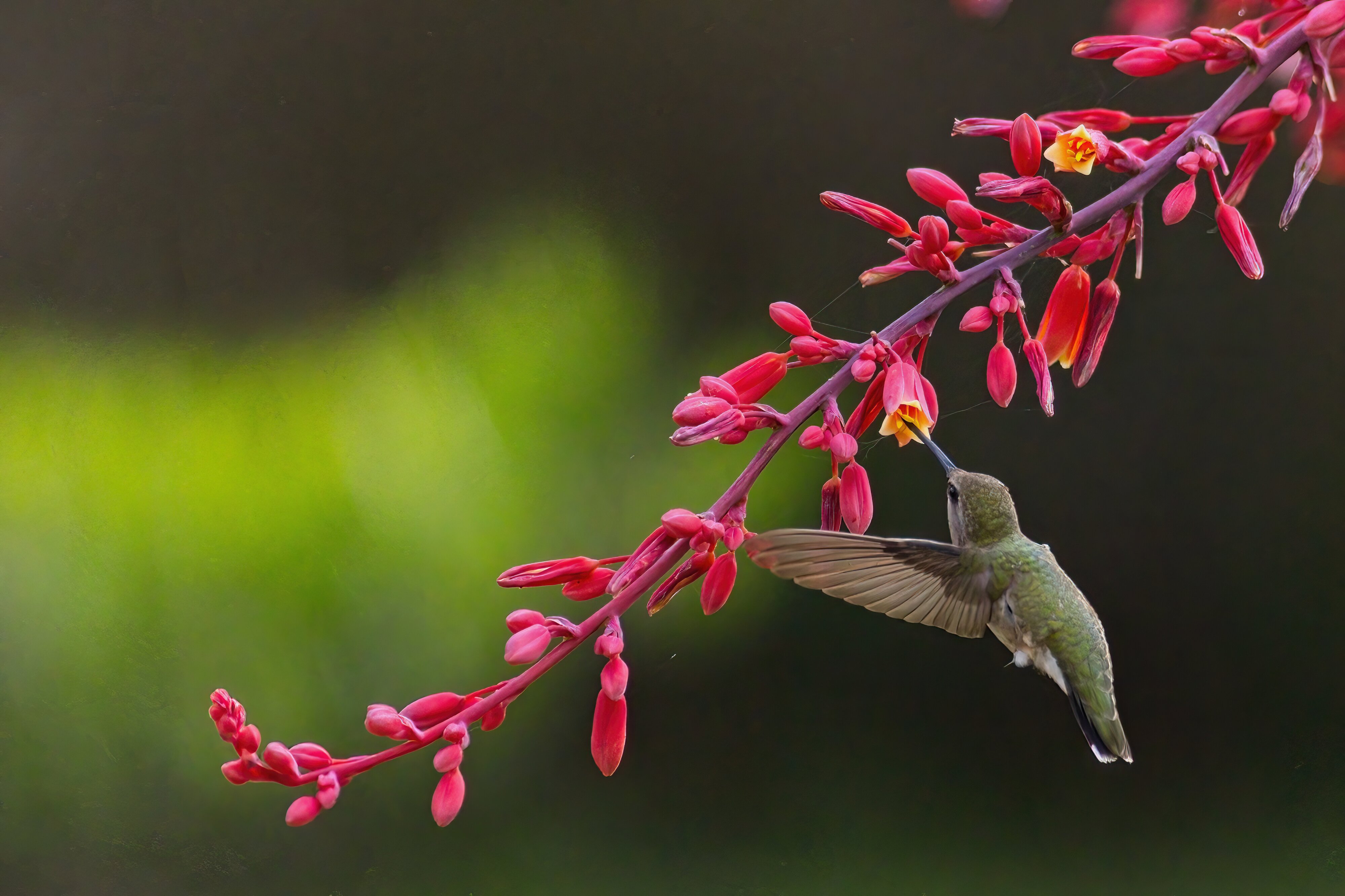 _A8A1566 black-chinned hummingbird Inks Lake SP blind 20210515-DeNoiseAI-severe-noise-SharpenA...jpg