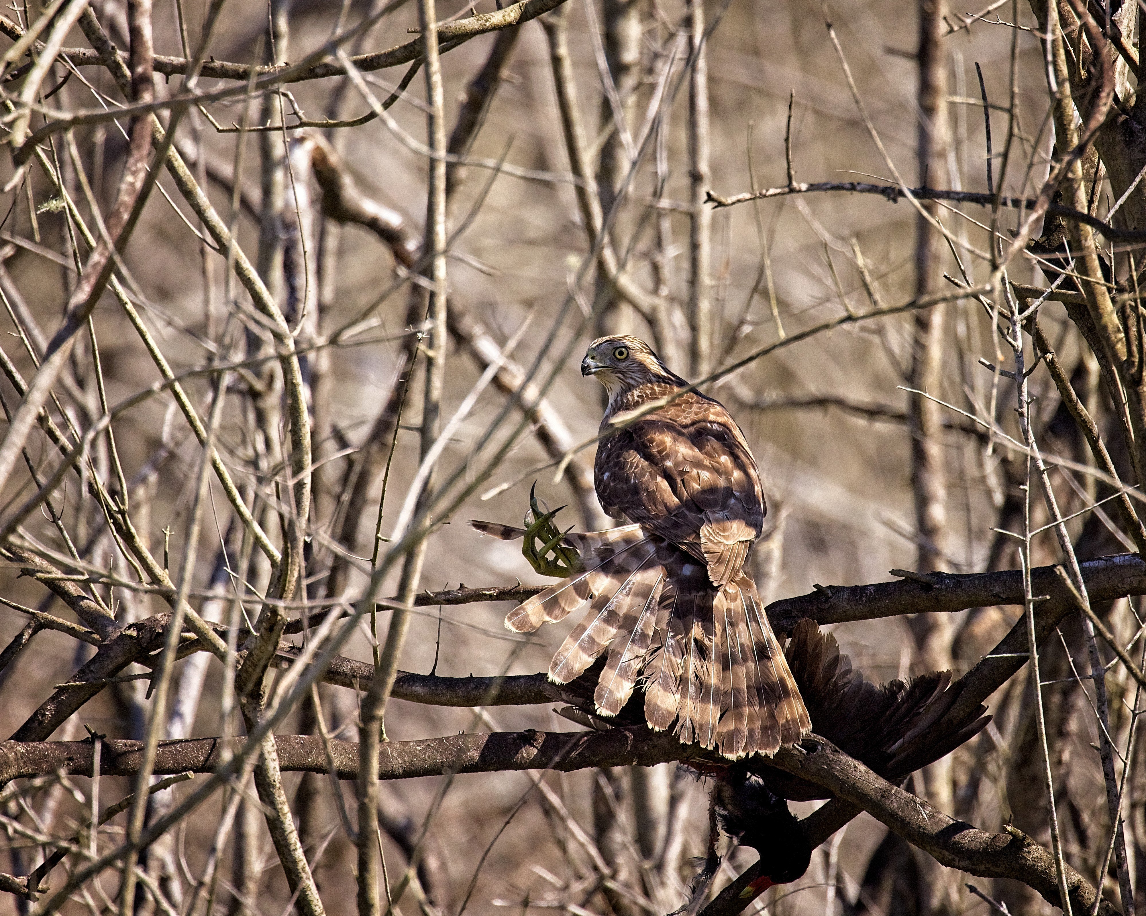 _A8A1573 juv coopers hawk with common gallinule 40 Acre Lake 4000 pixels 4000 pixels 20210223.jpg