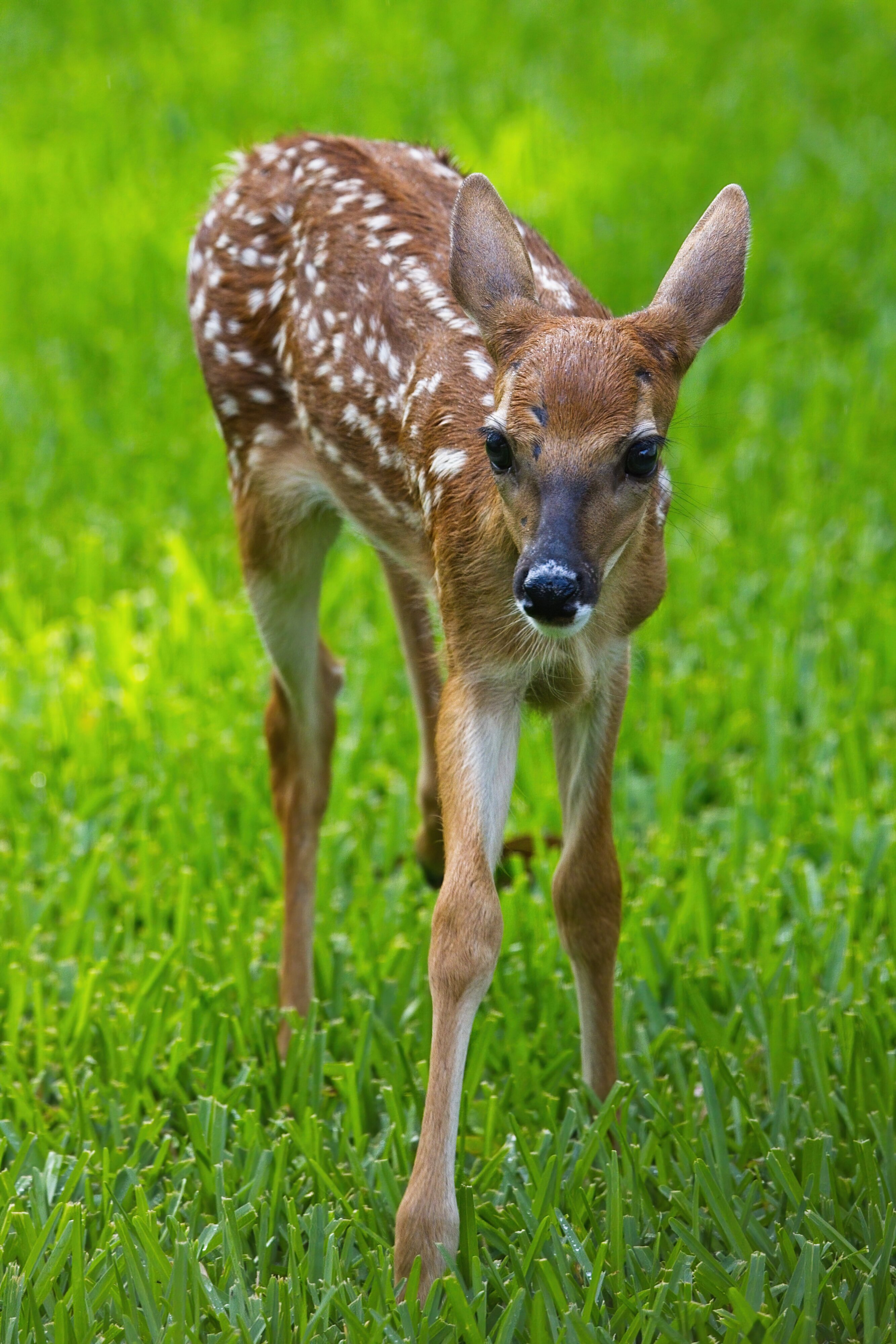 _A8A2631 fawn backyard 20210623102155-SharpenAI-motion.jpg