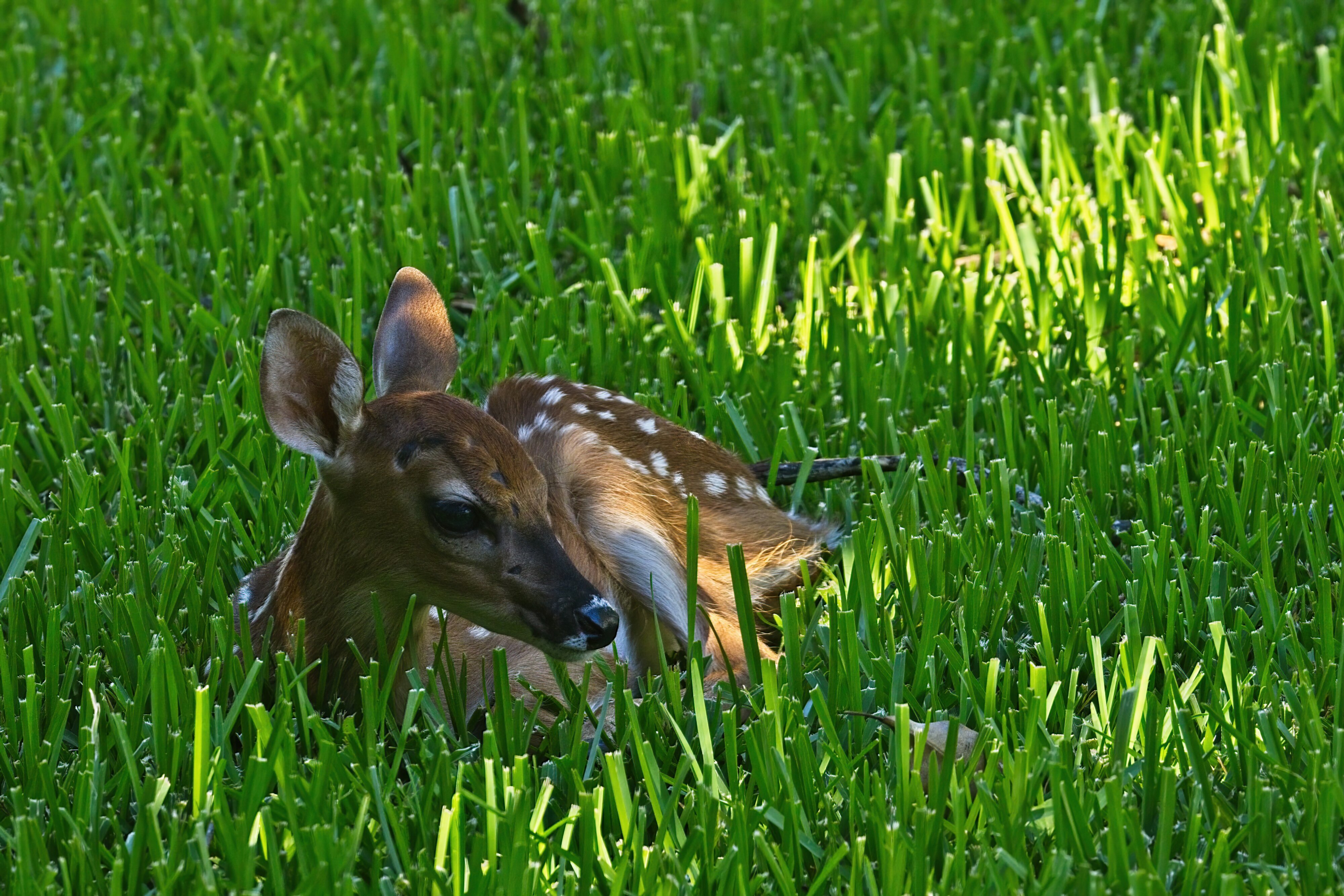 _A8A2678 fawn lying in grass in backyard 20210623165132-SharpenAI-motion.jpg