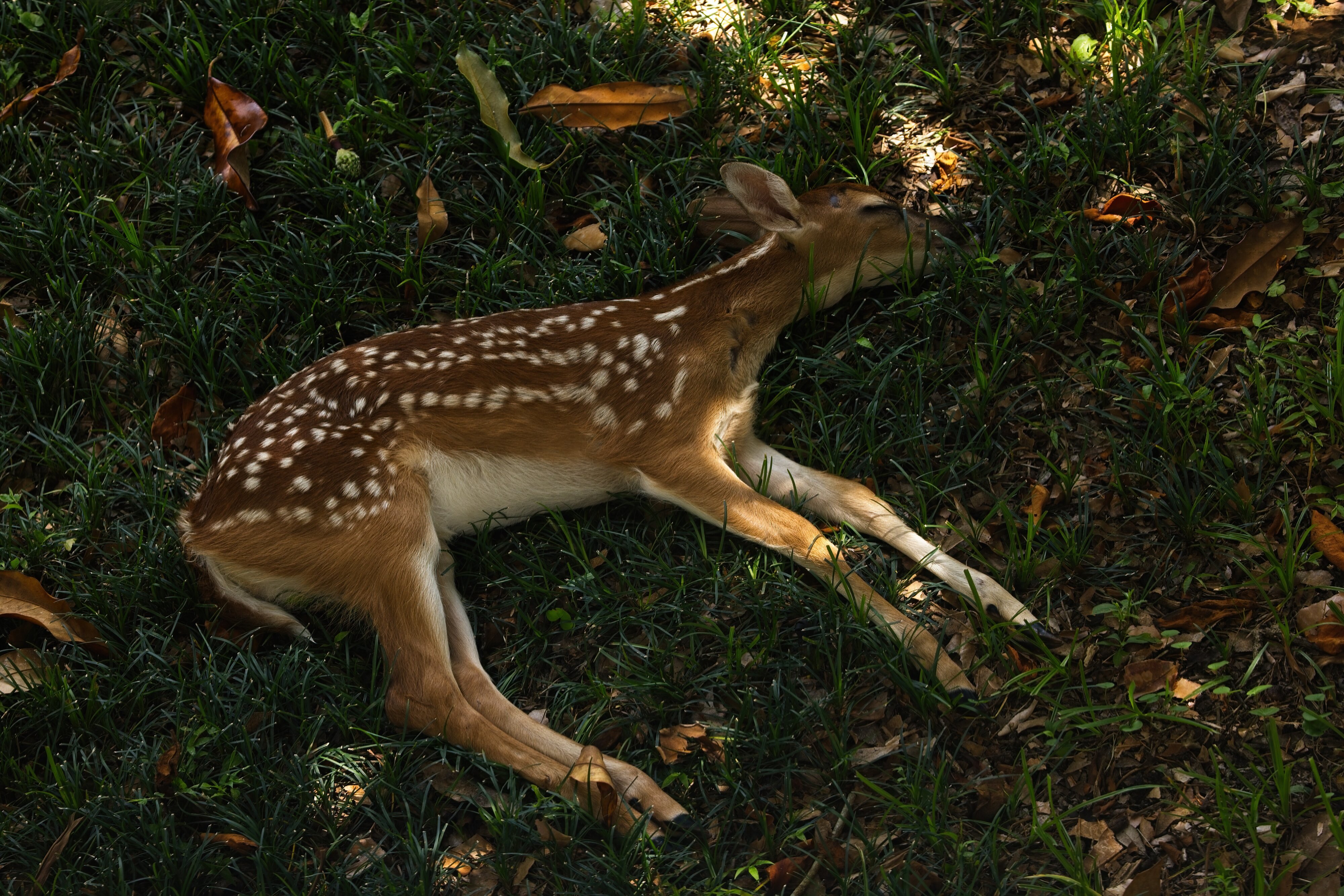 _A8A2743 fawn backyard 20210625114021-SharpenAI-softness.jpg