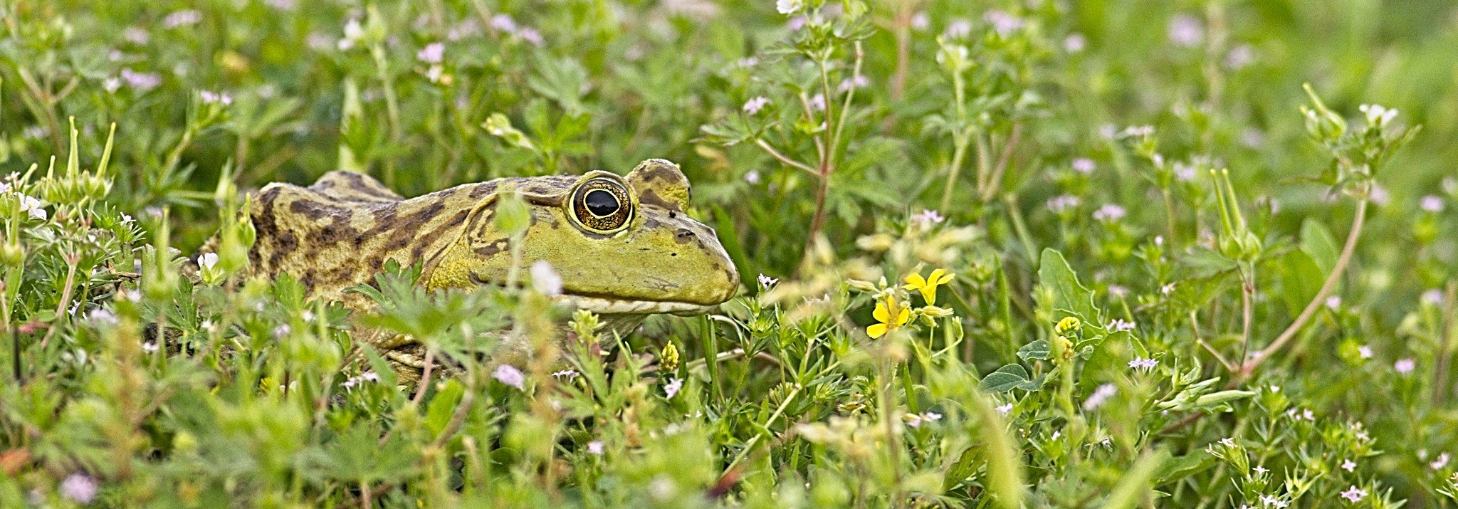 _A8A4097 bull frog Resoft County Park 2048 pixels 20210410.jpg