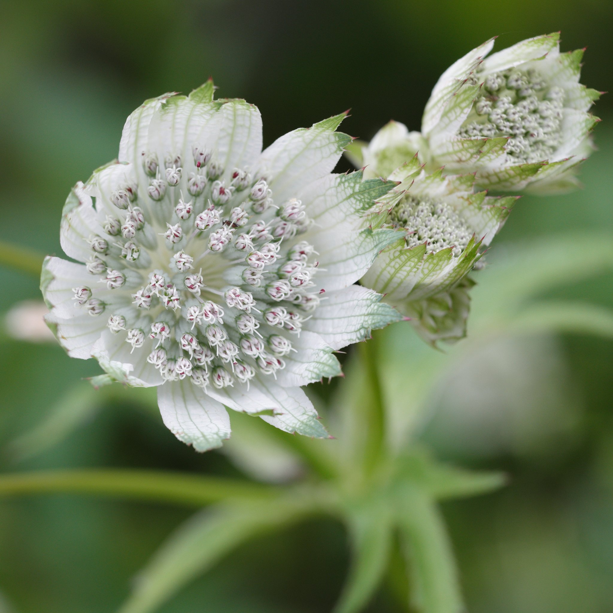 _D5A3196-1a.JPG
