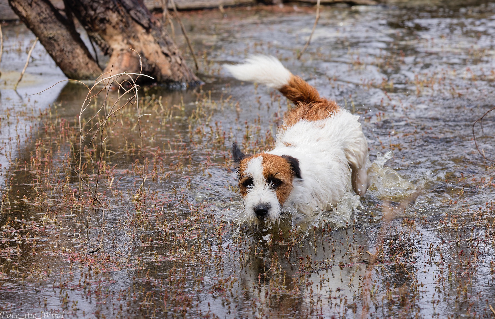_H1_7532aug 3 25 strath.jpg