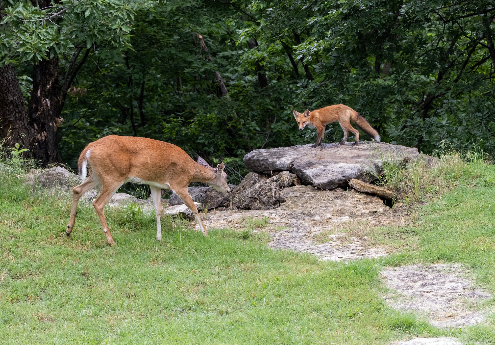 _U0A0384 Red Fox Kit and Deer 13JUN25.jpg