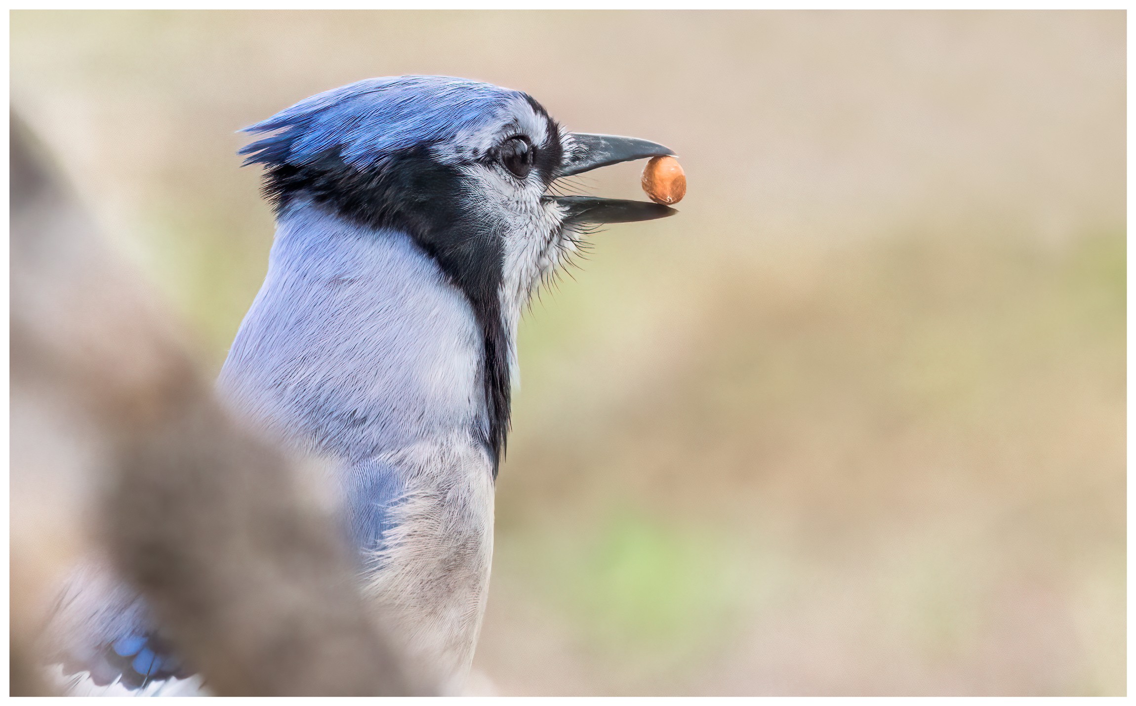 A Blue Jay with Its Prize