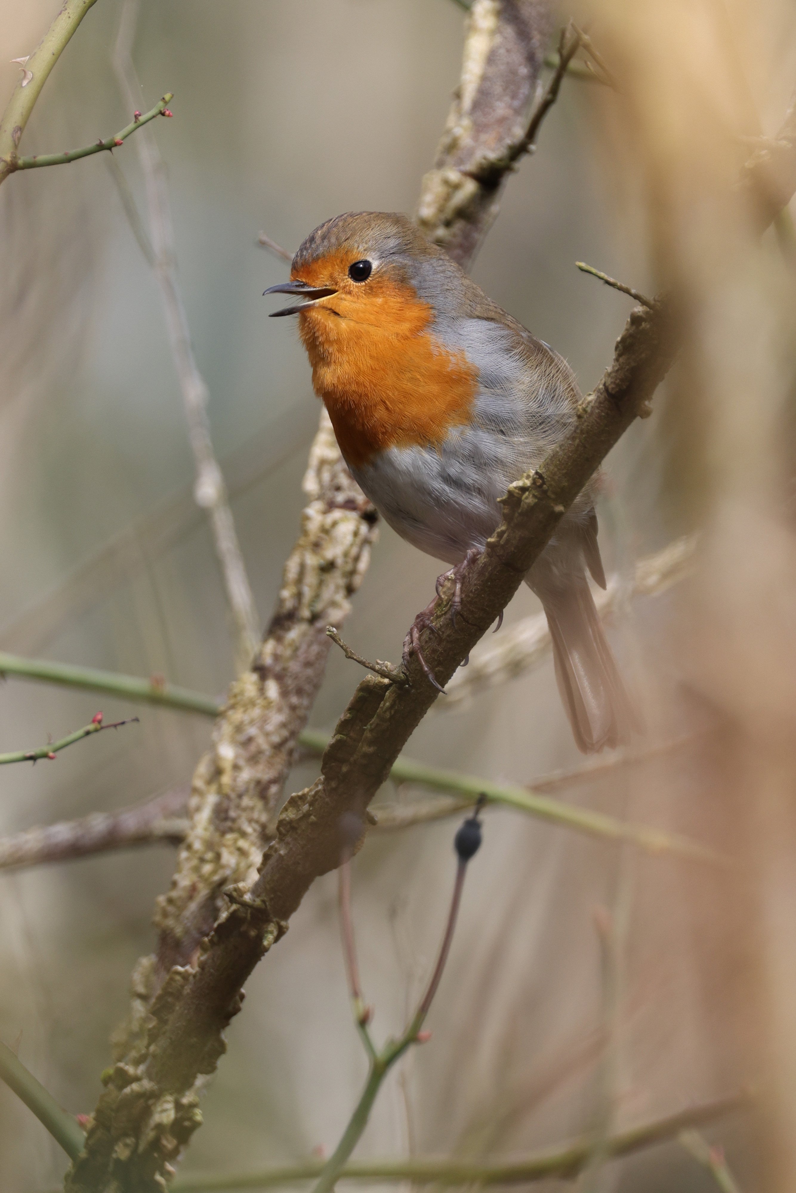 A Chirpy Robin