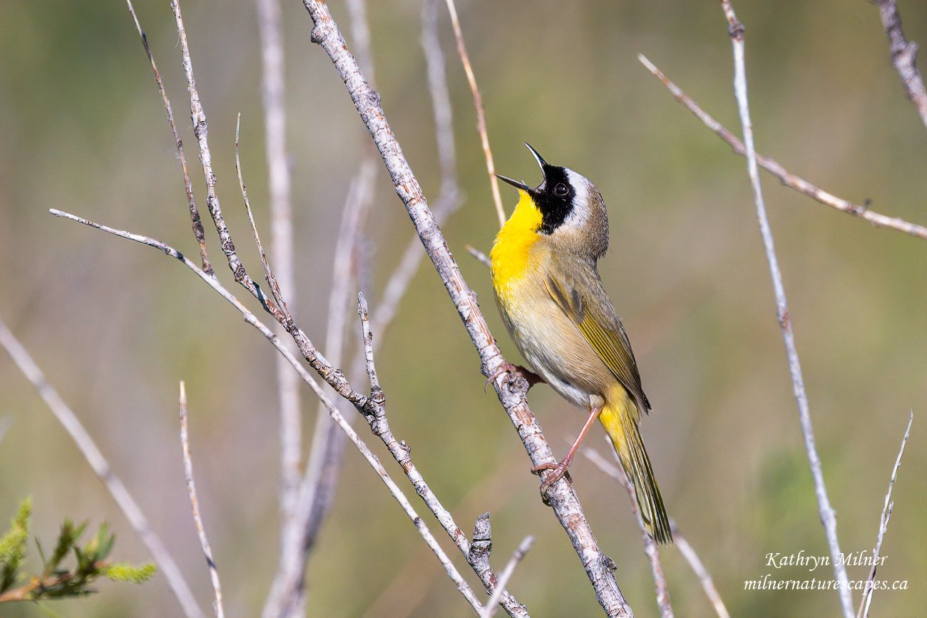 A Common Yellowthroat - Singing for his Mate