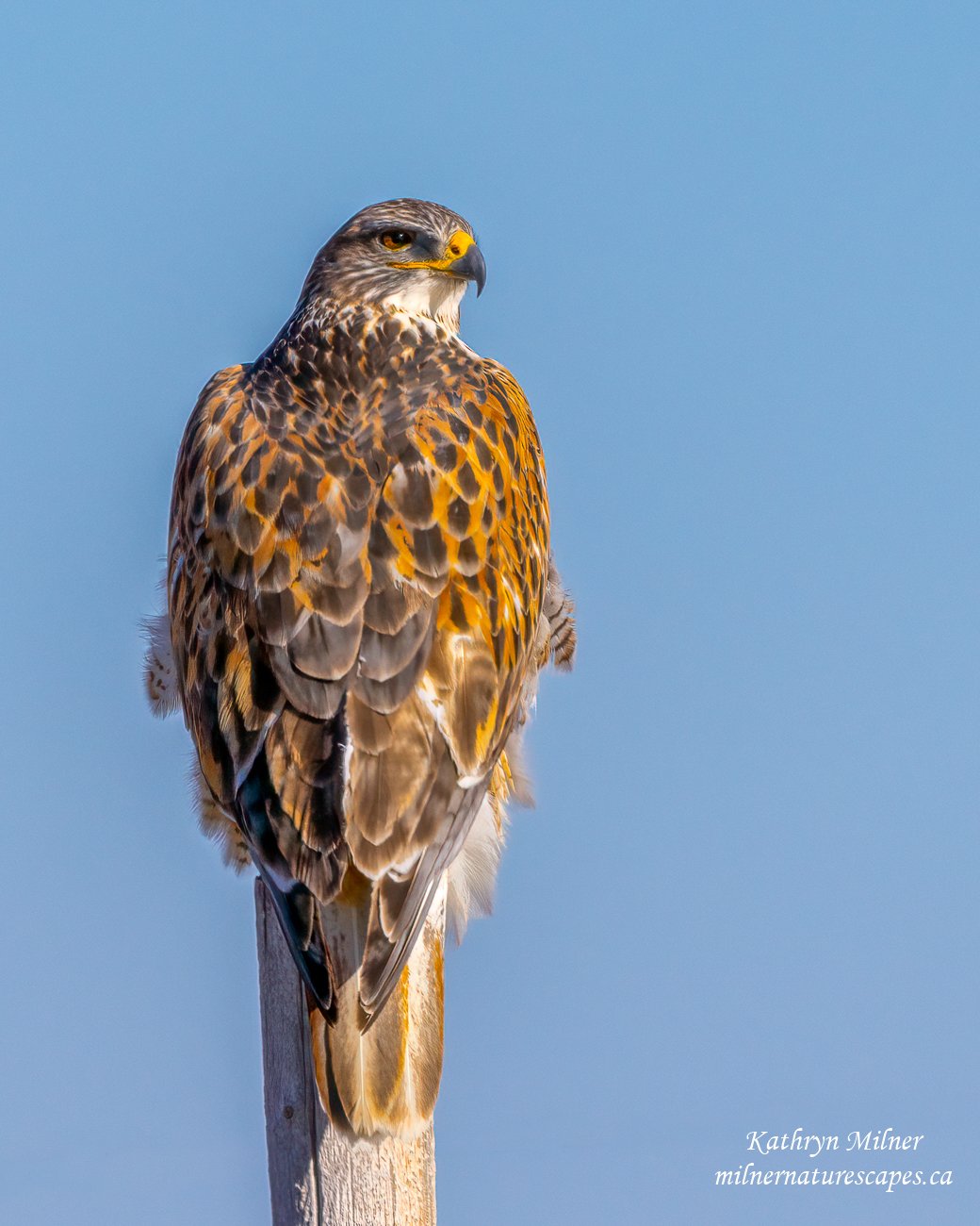 A Ferruginous Hawk