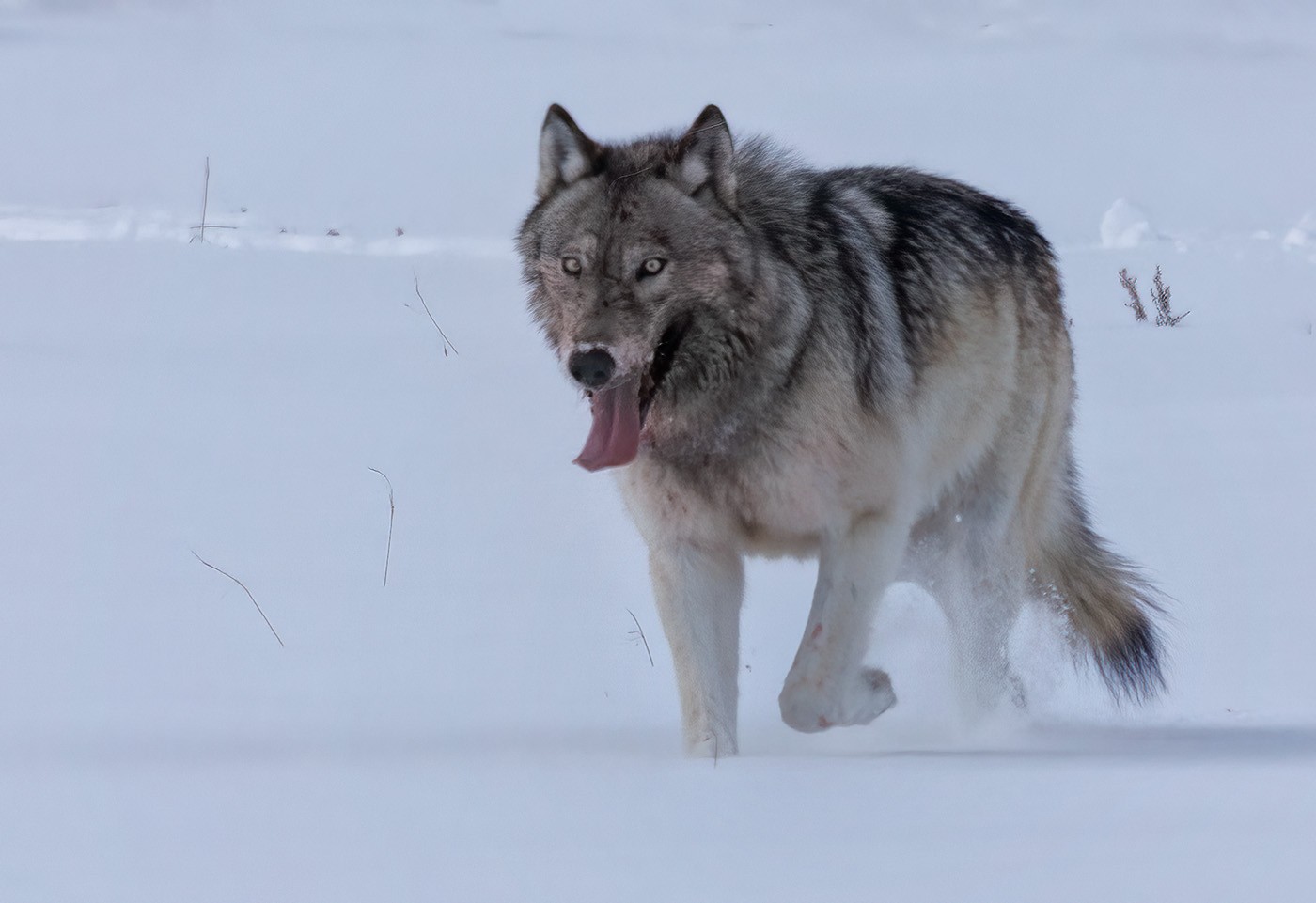 A Gray Wolf in Lamar Valley CGS_3961.jpg