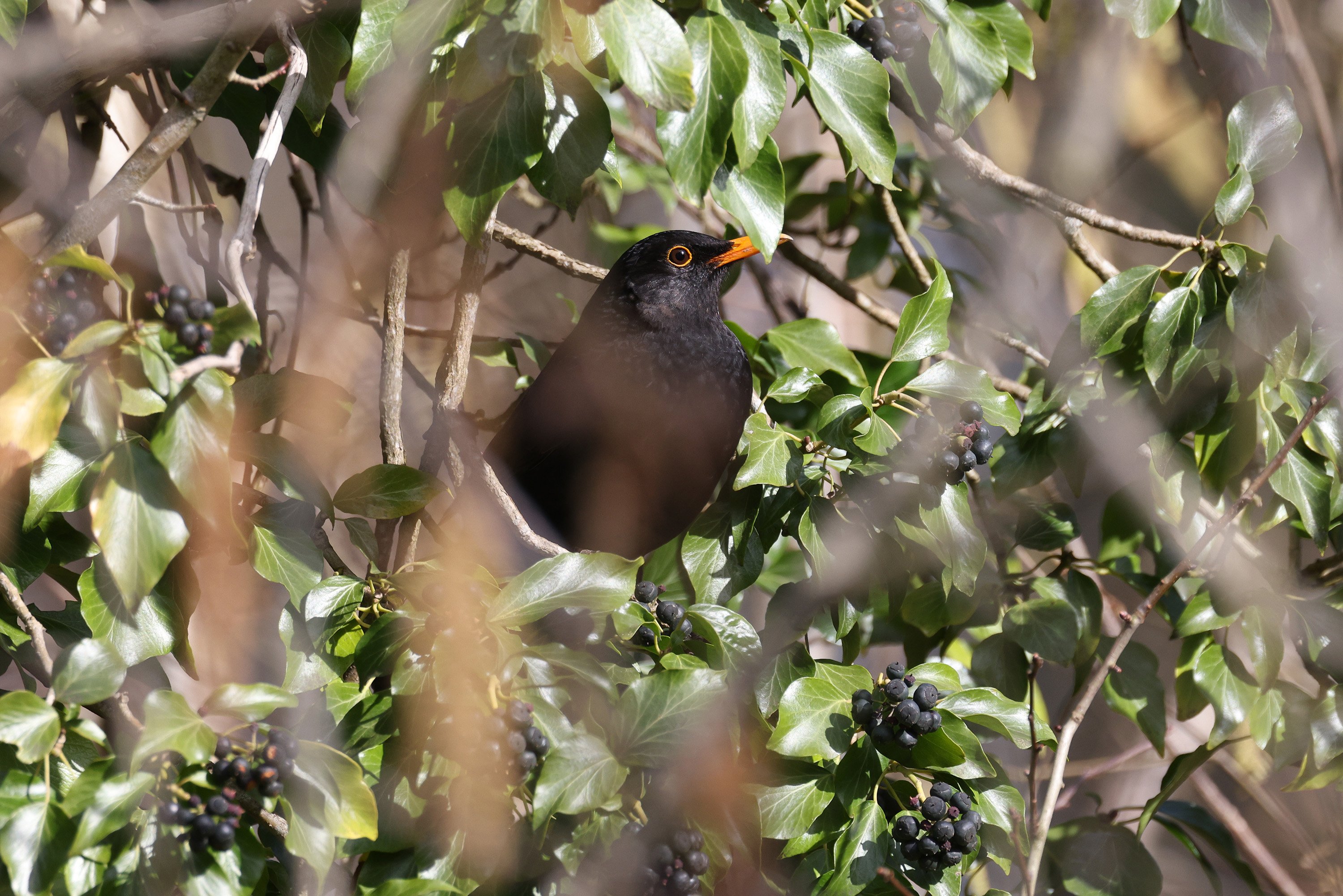 A little blackbird with an abundance of ivy berries