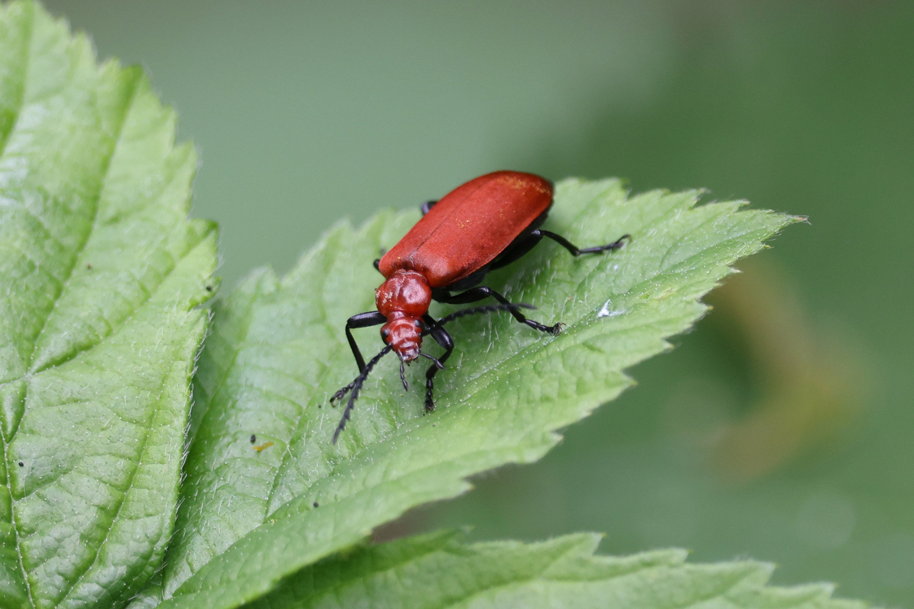 A Little Cardinal Beetle