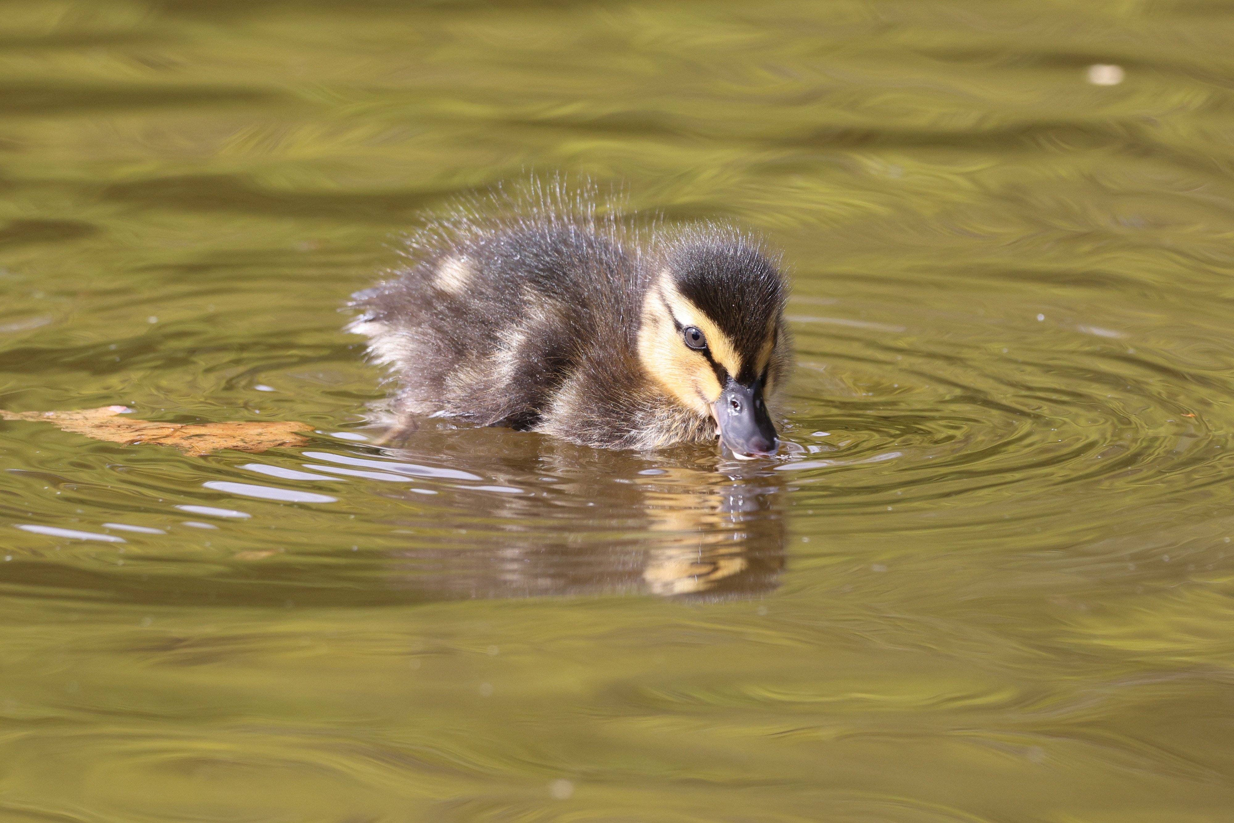 A Little Duckling