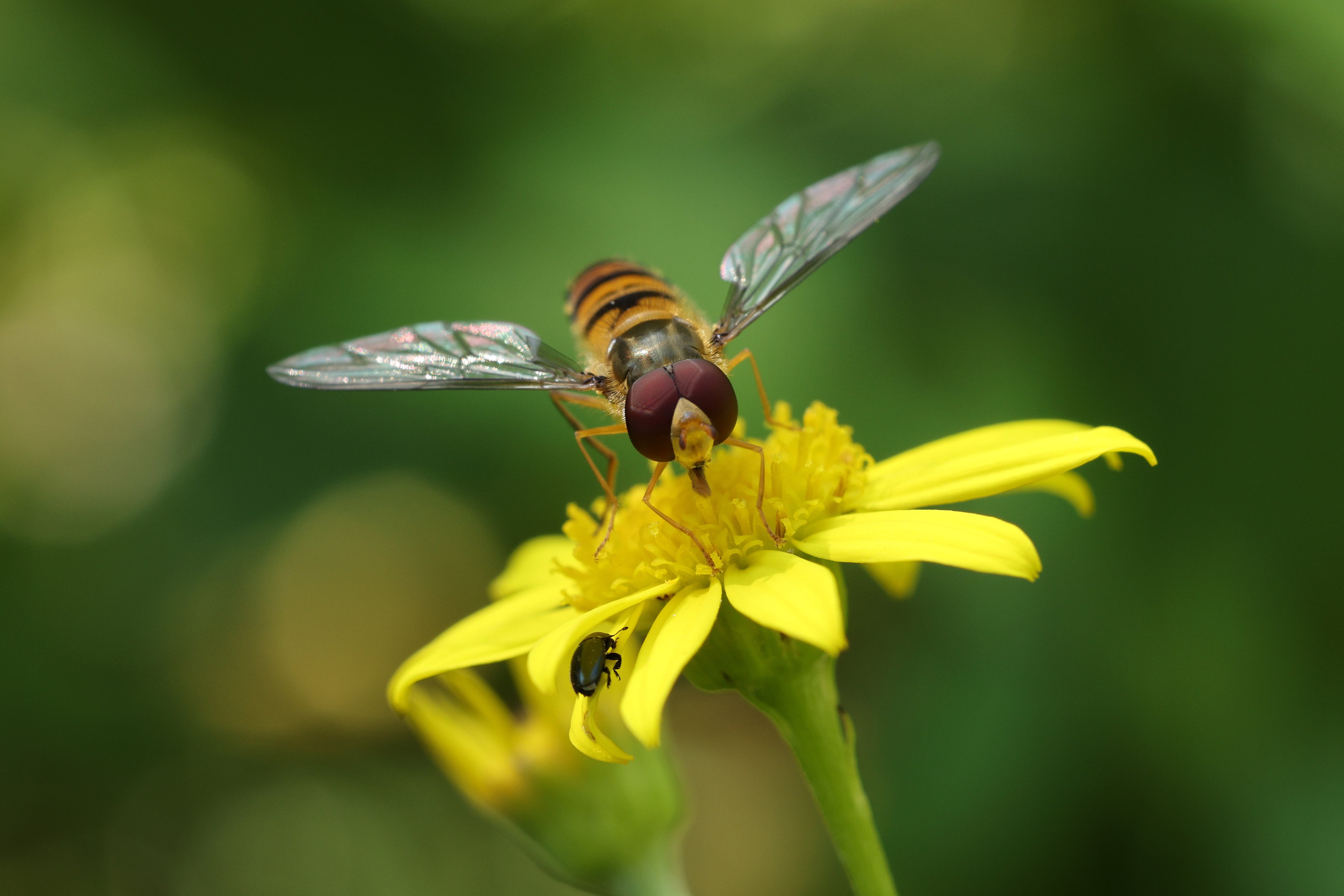 A little hoverfly