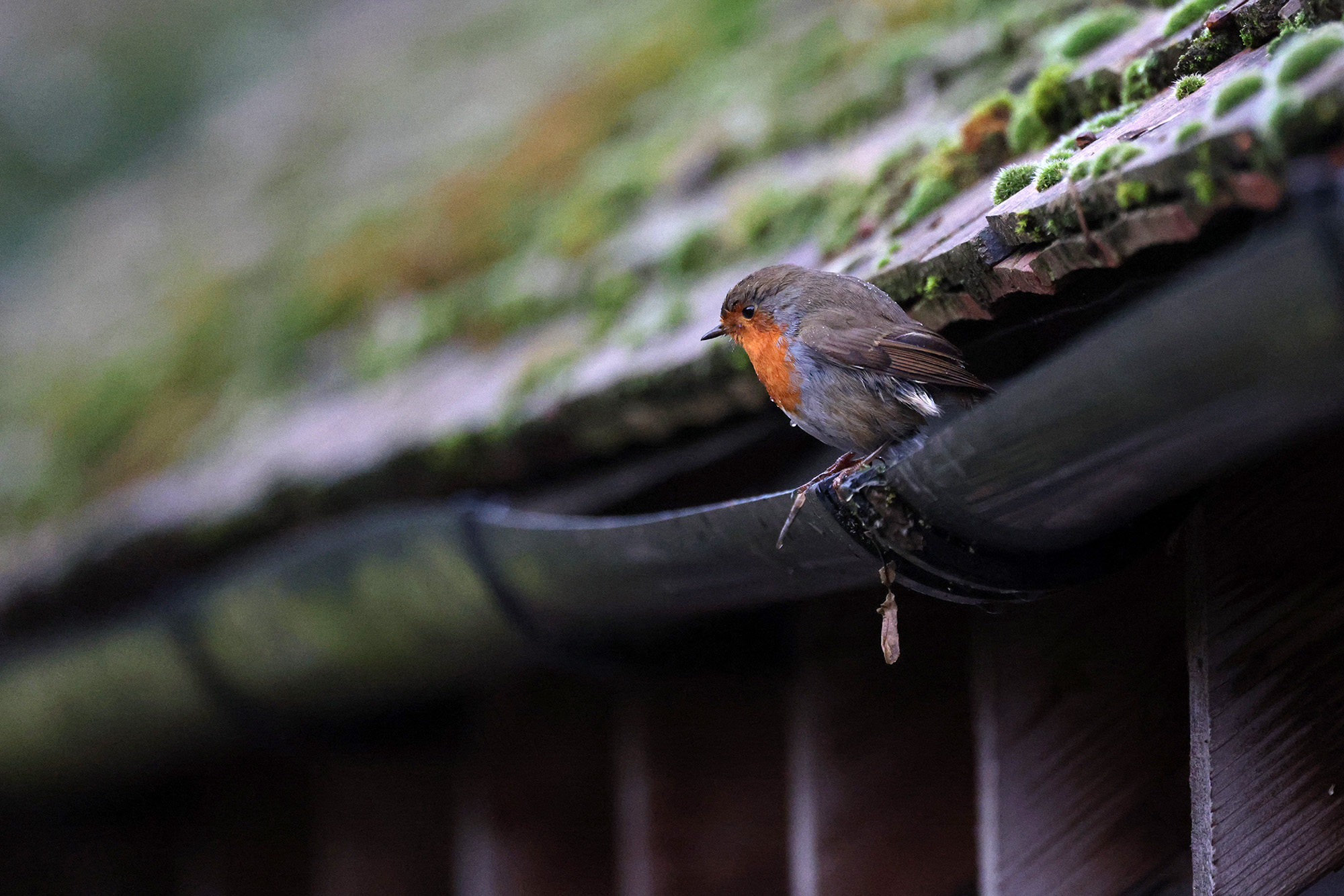 A little robin taking a bath in the guttering