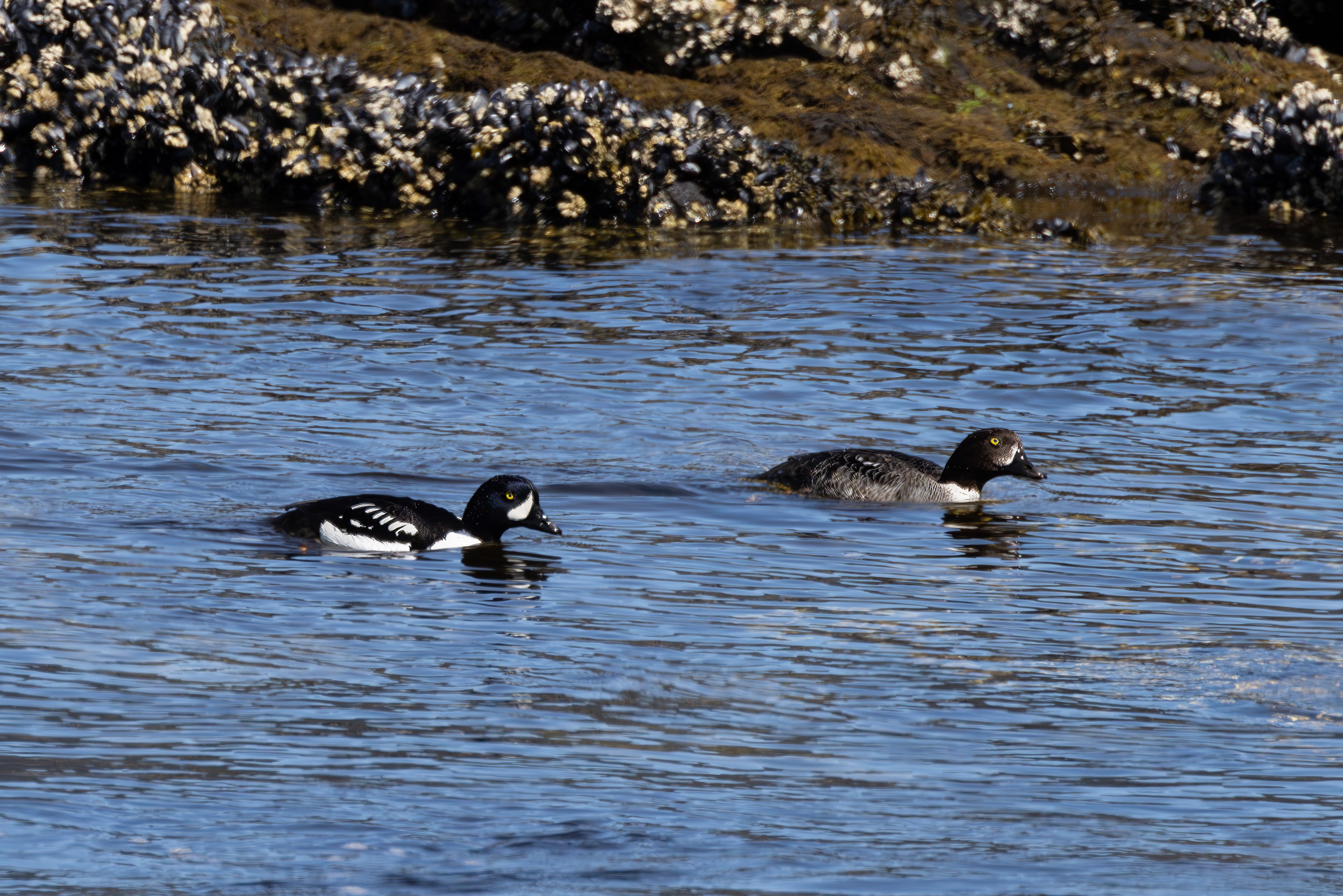 A pair of Barrow's Goldeneyes (male & female)