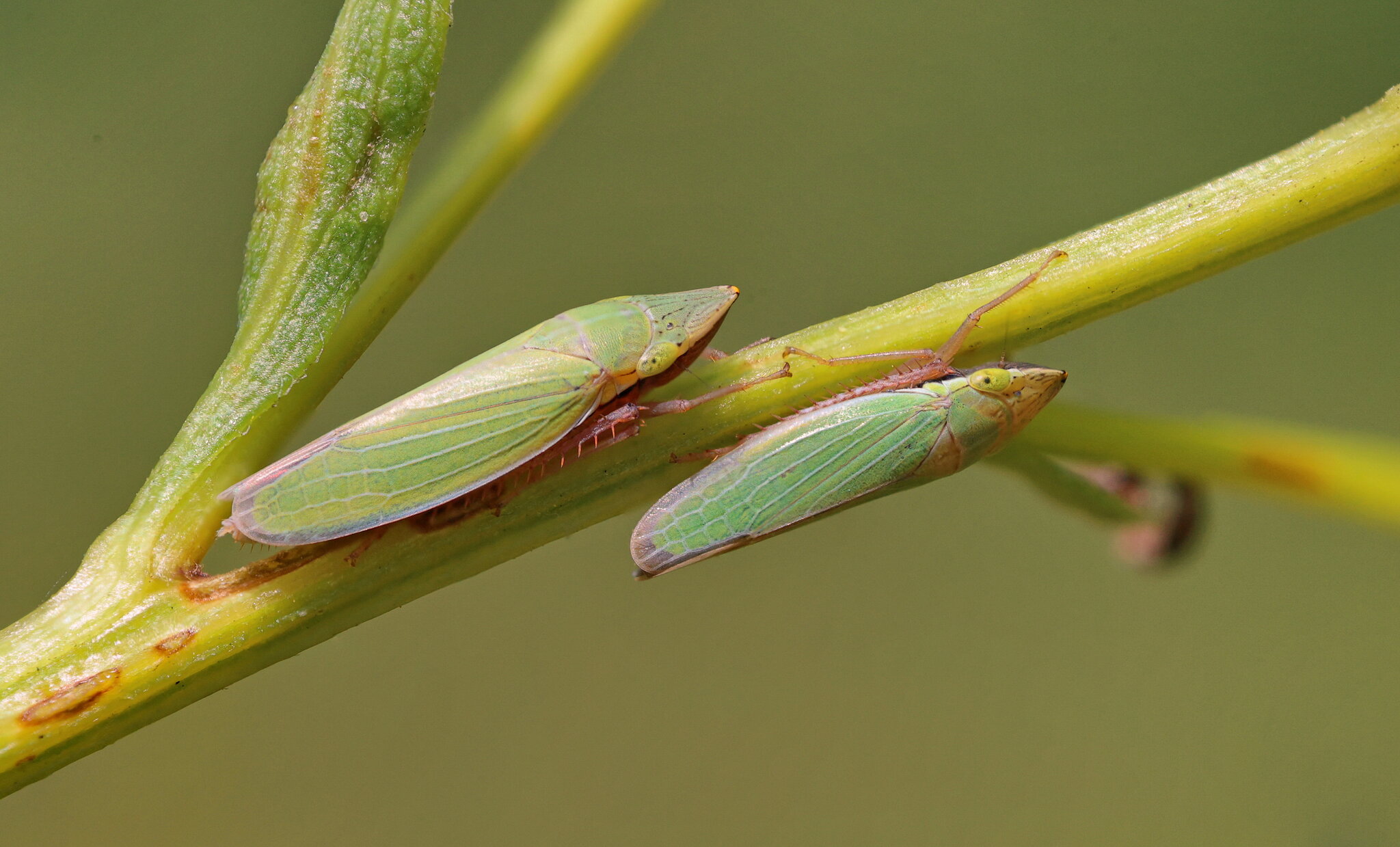 A Pair of Draeculacephala Anticas