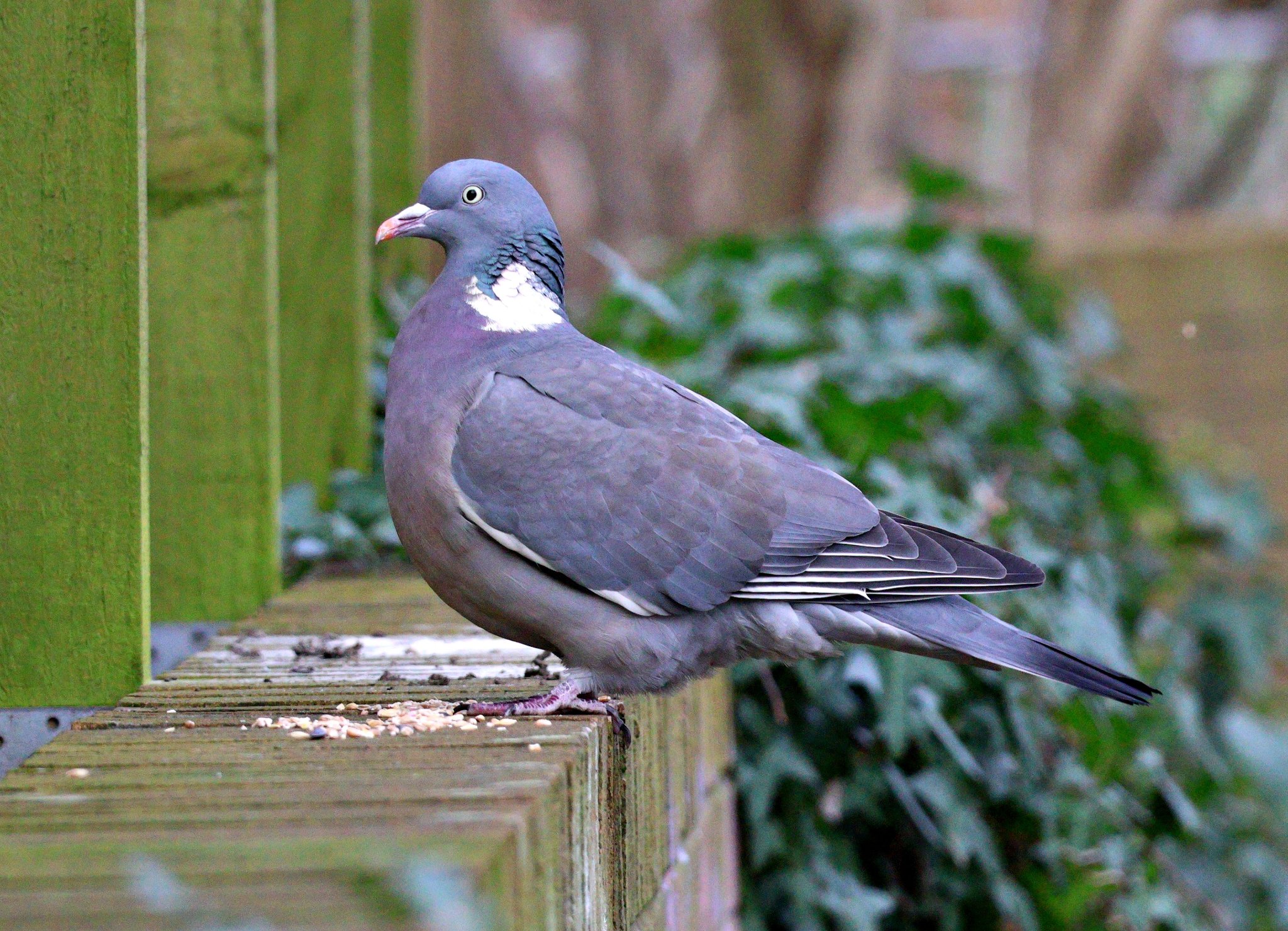 A scottish pigeon.