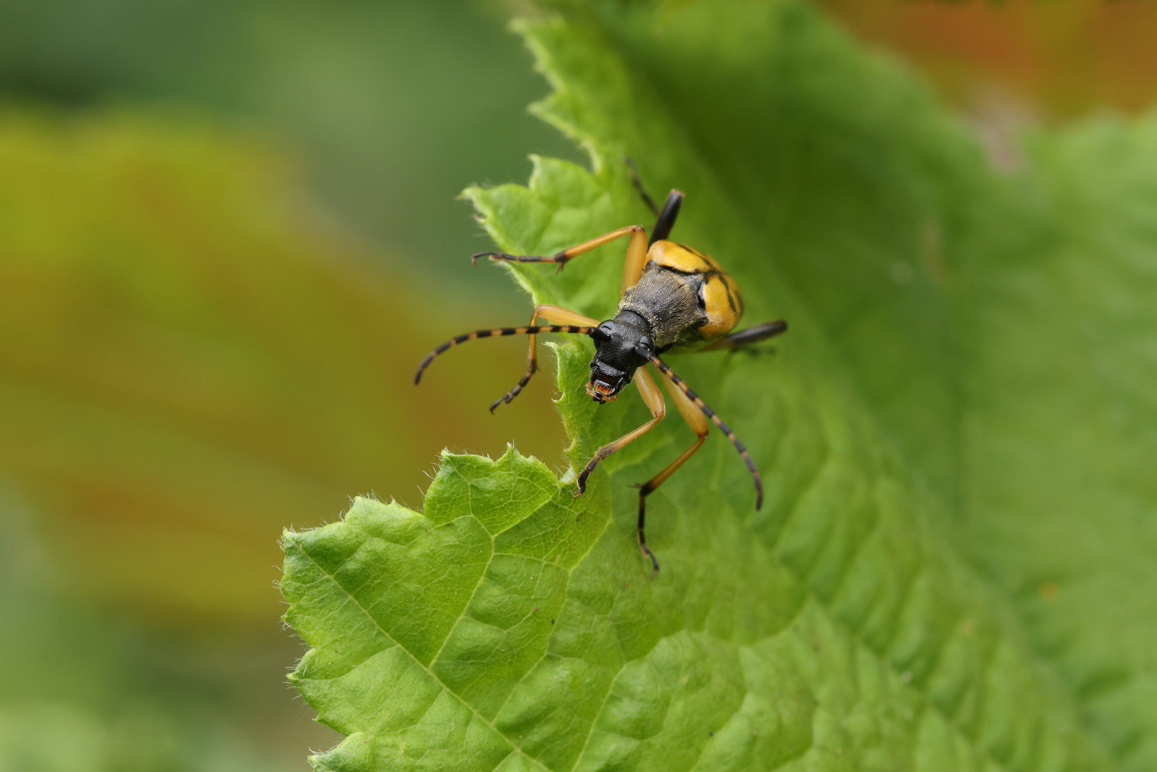 A Spotted Longhorn Beetle