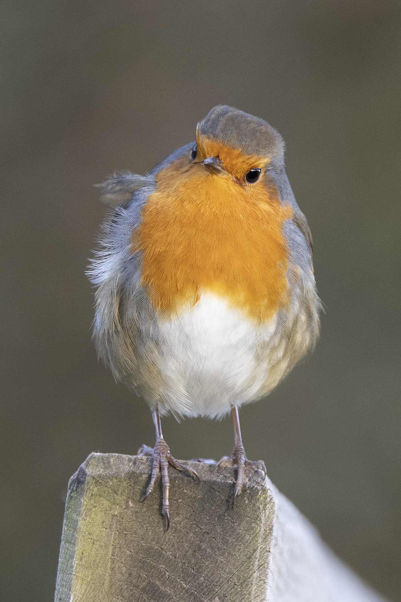 A very friendly little robin