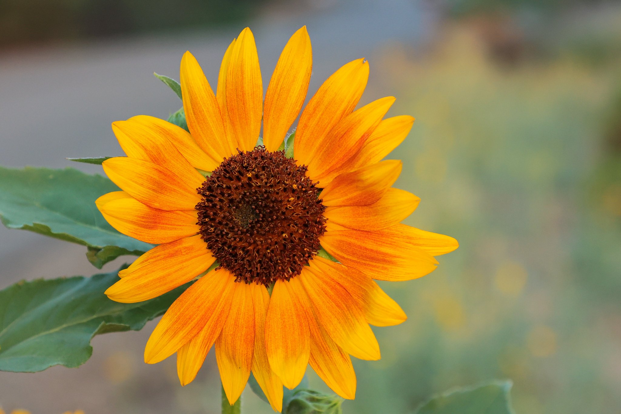 a volunteer sunflower