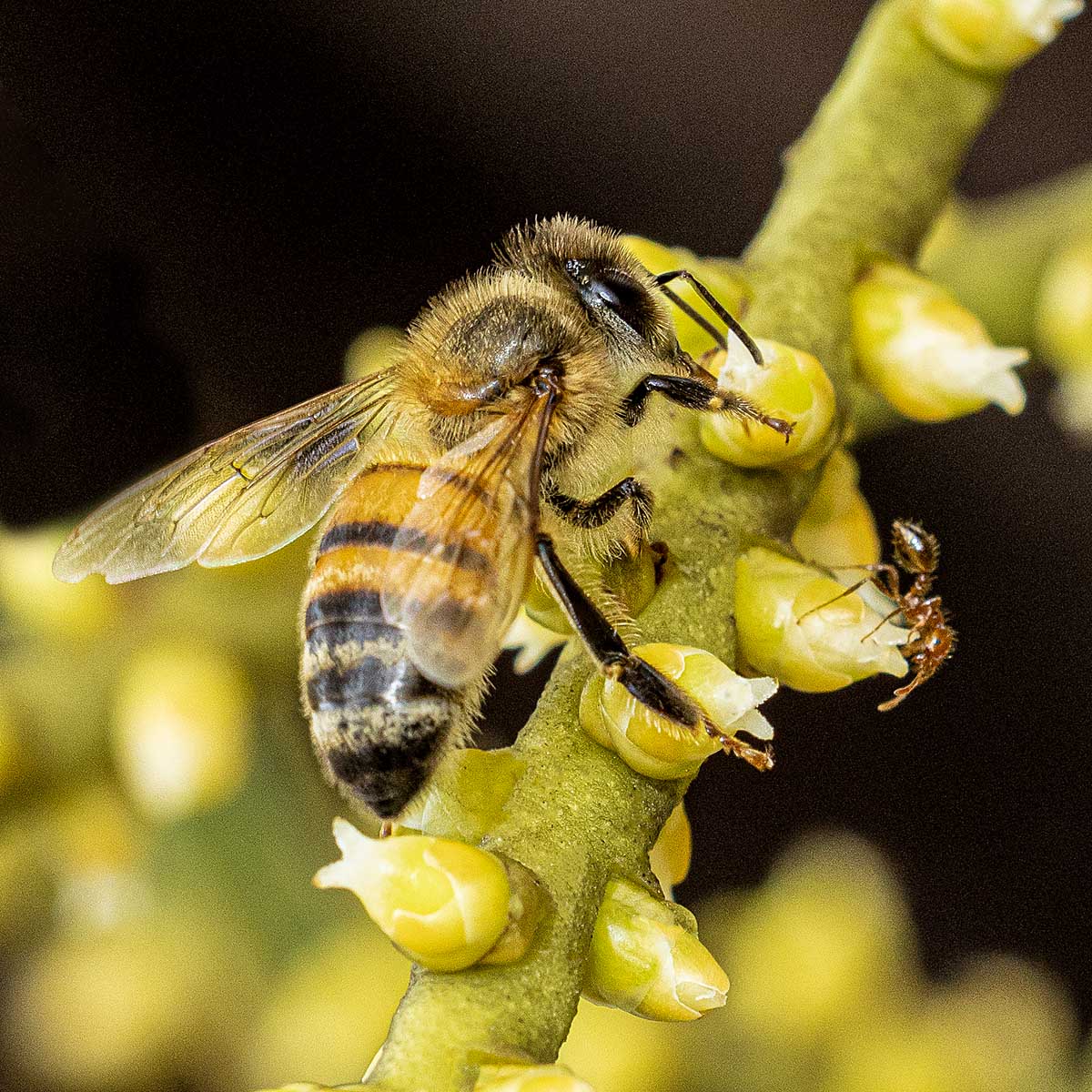 Abejita en flor de palma R7 y V1_30A2264.jpg