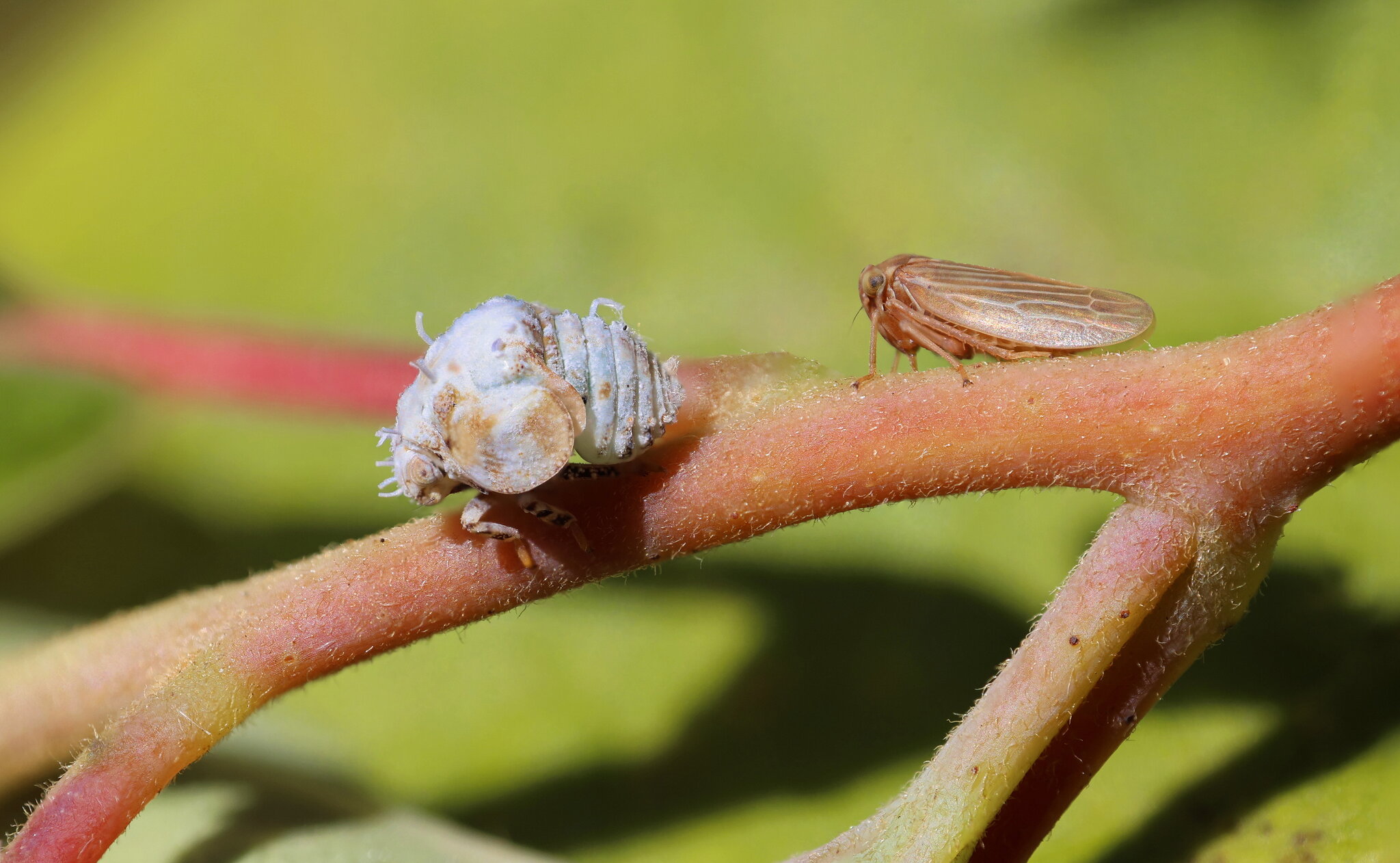 Acanalonia Bivattata Nymph and a Macropsis