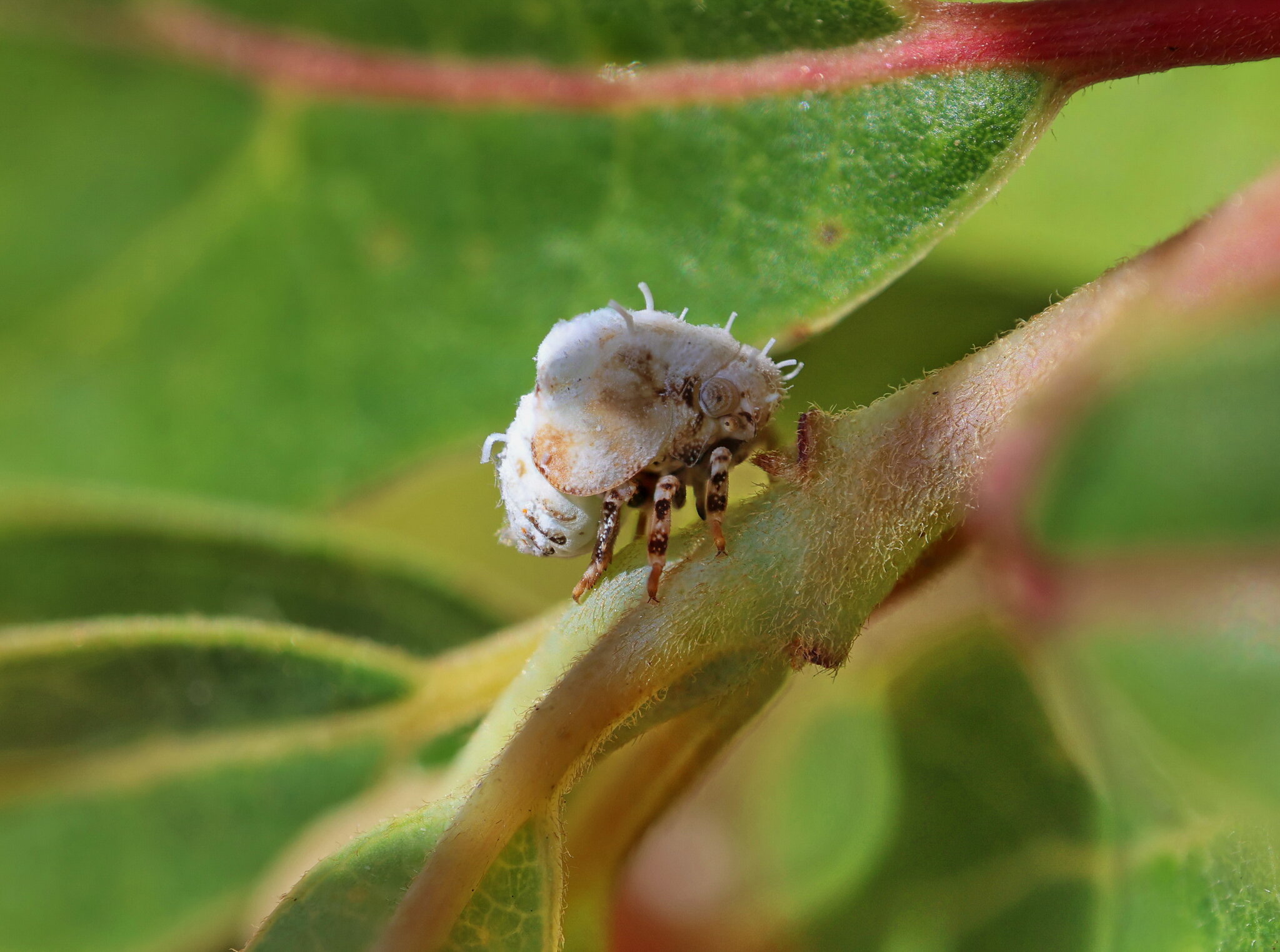 Acanalonia Bivattata Nymph