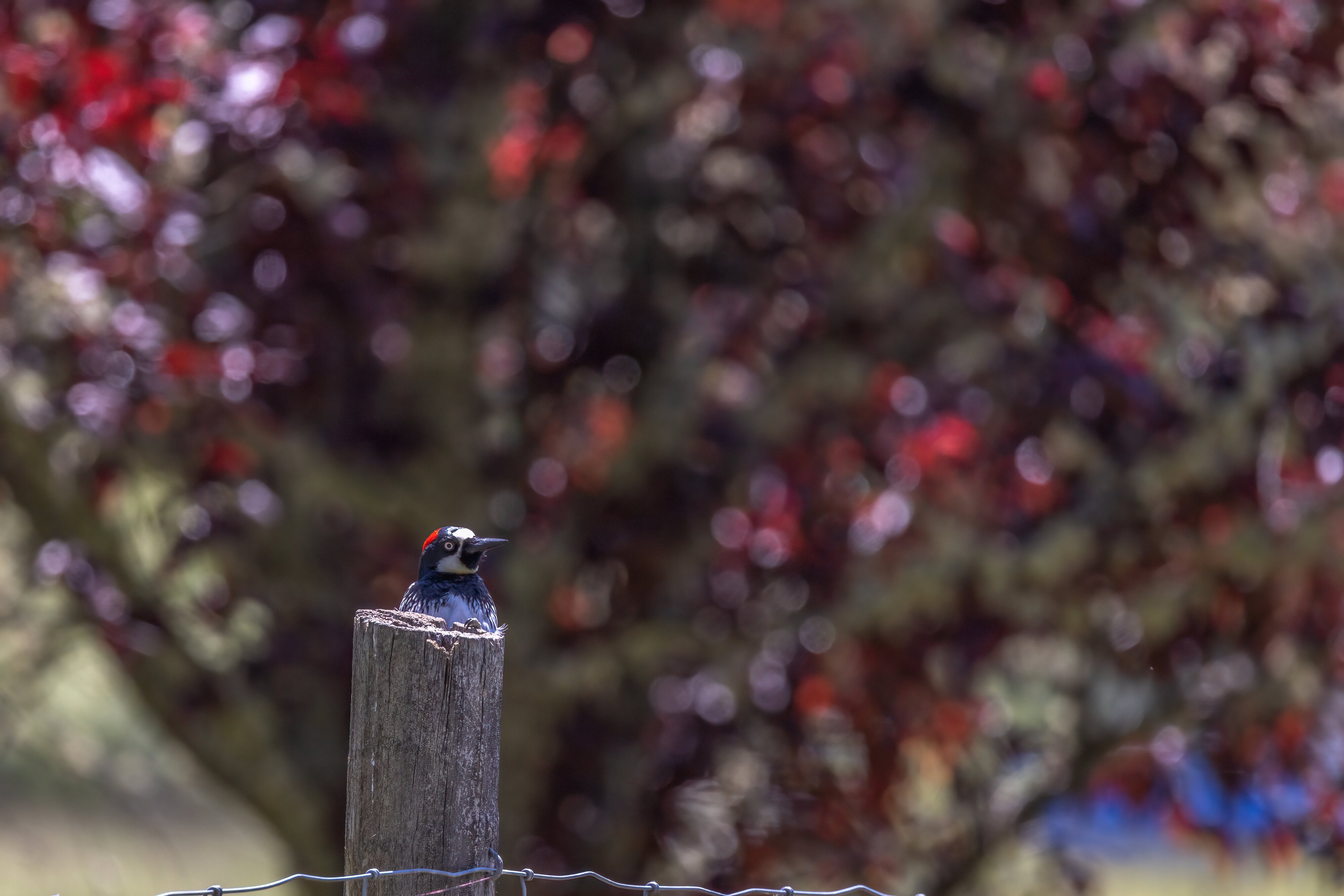 Acorn Woodpecker