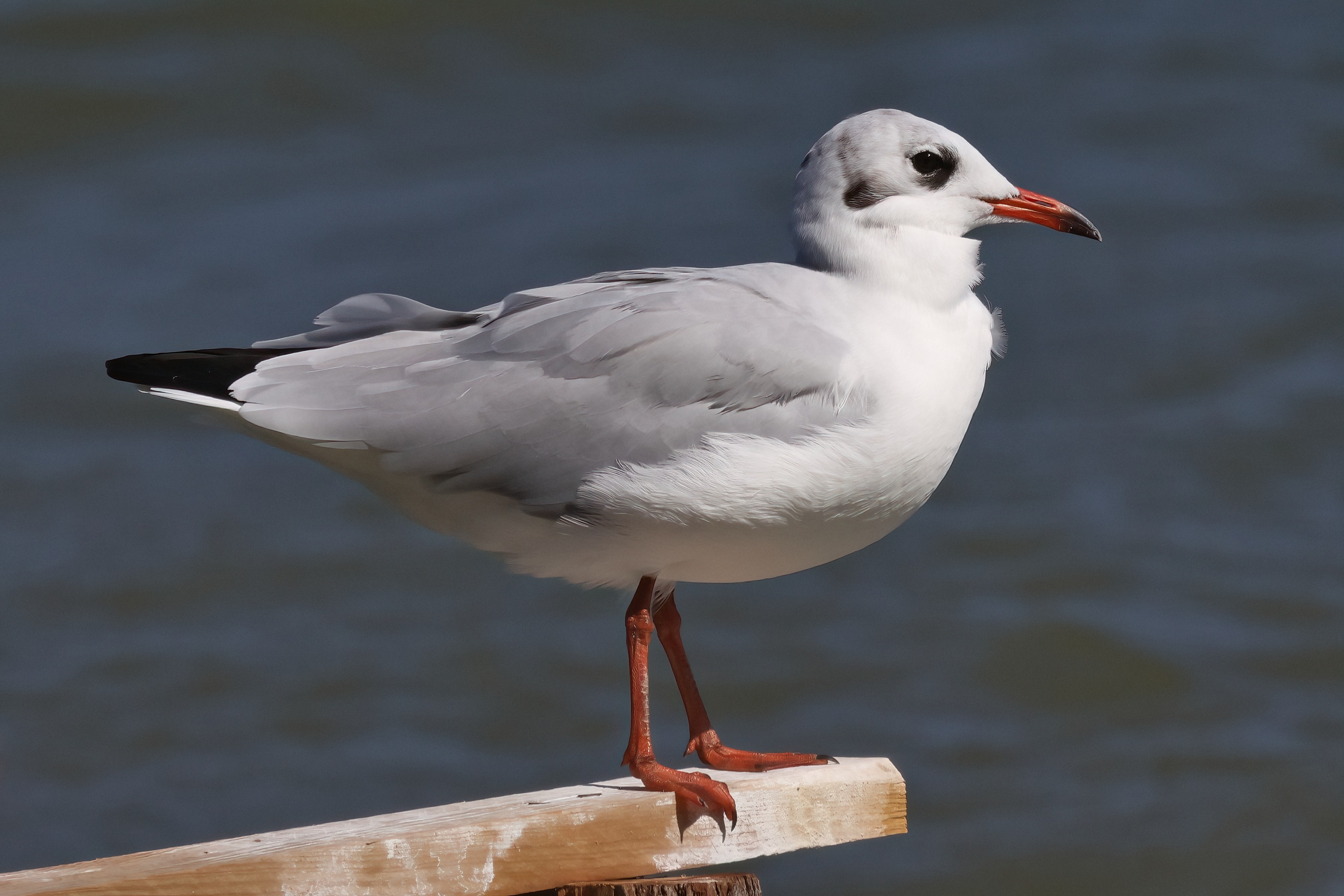 Adult black-headed gull in winter plumage