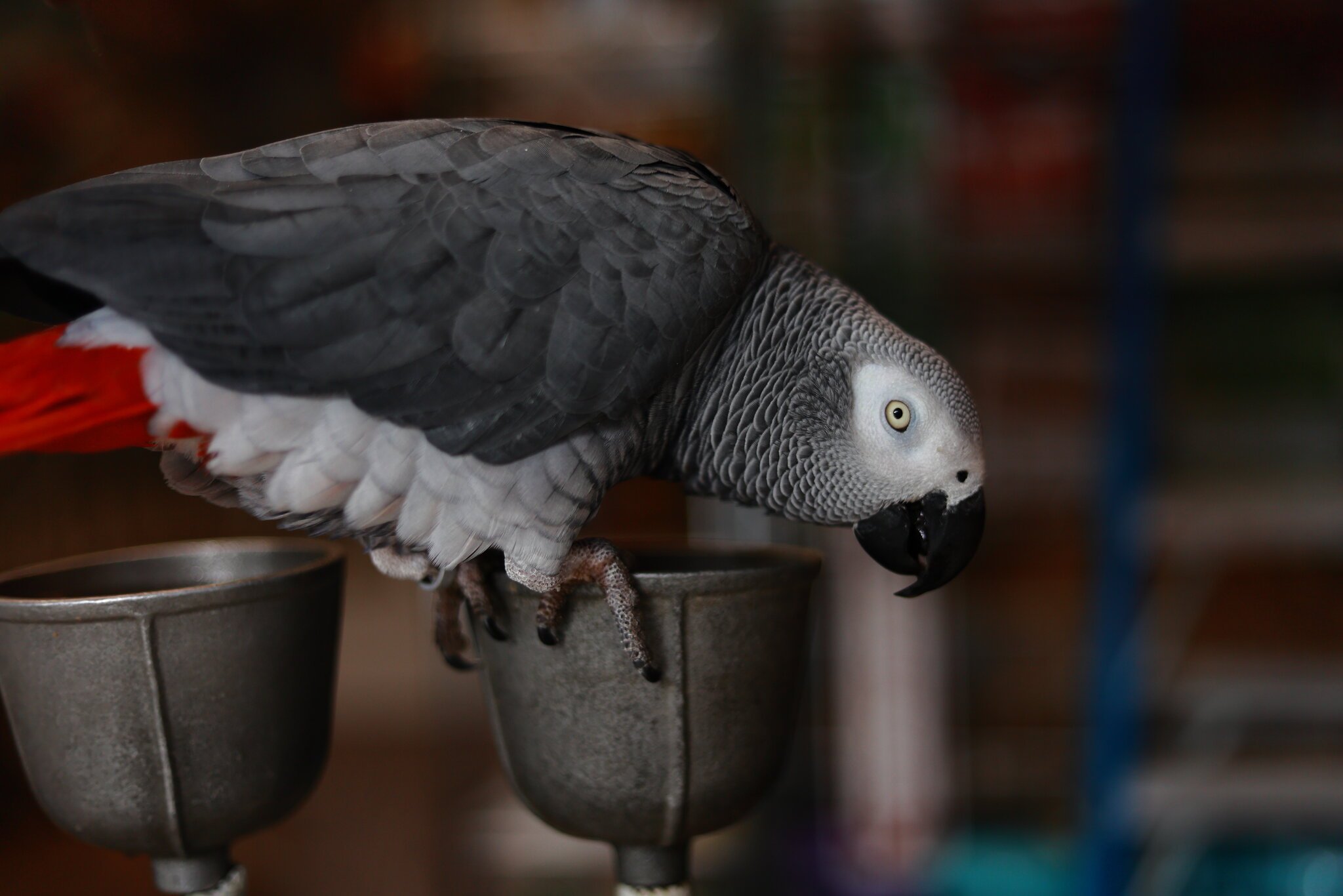 African Grey parrot in a Petshop