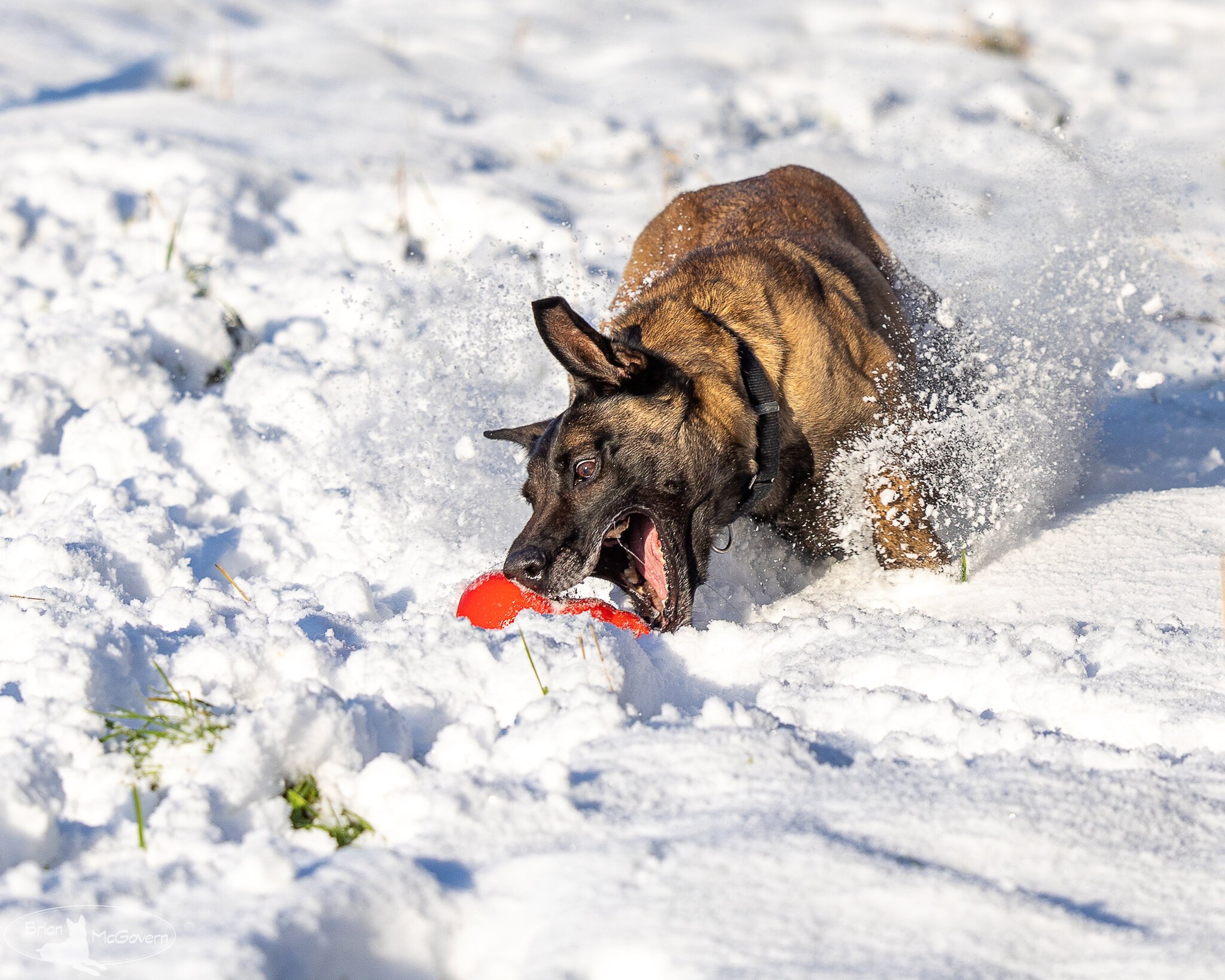 Ali and her ball-2.jpg