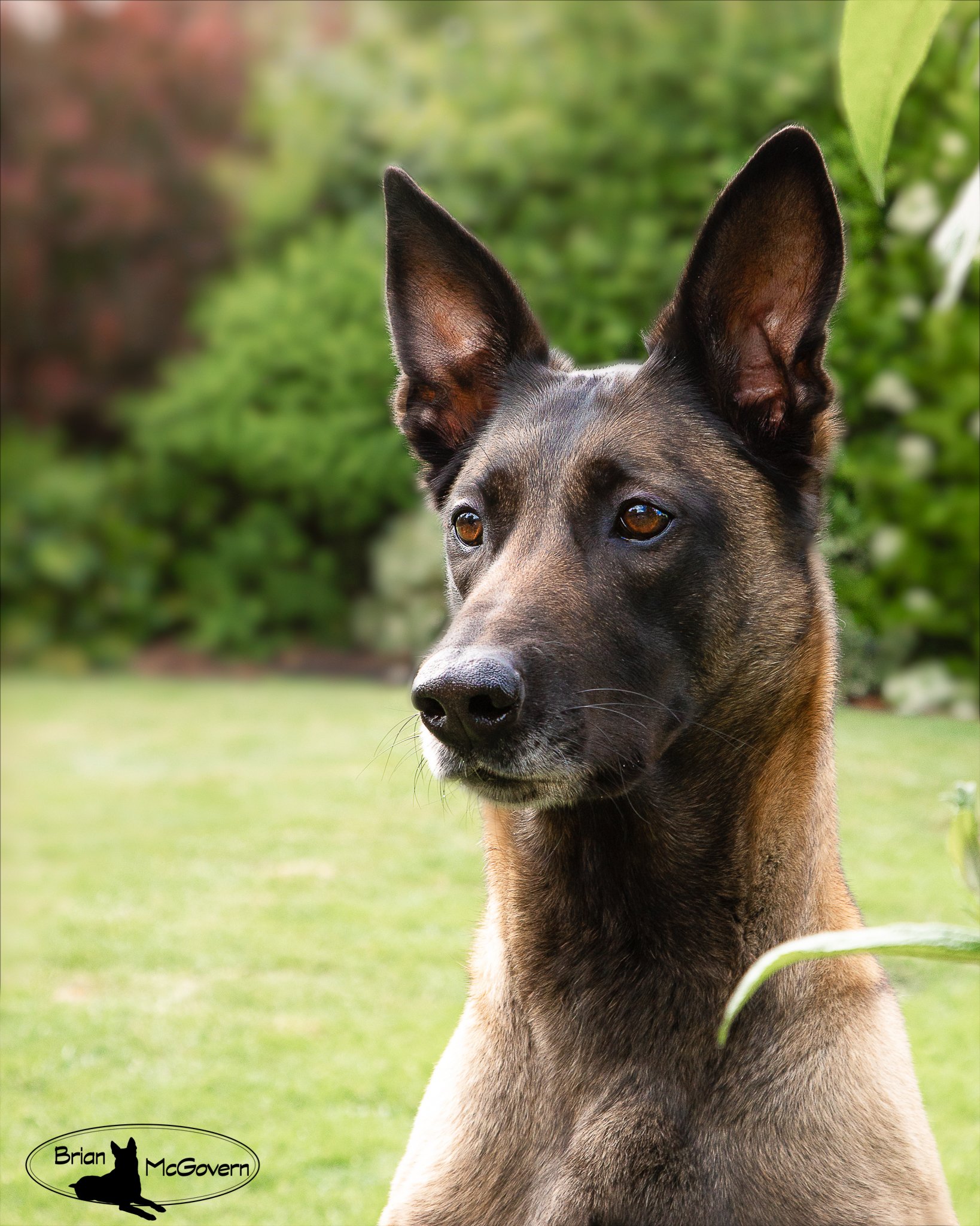 Ali headshot portrait.jpg