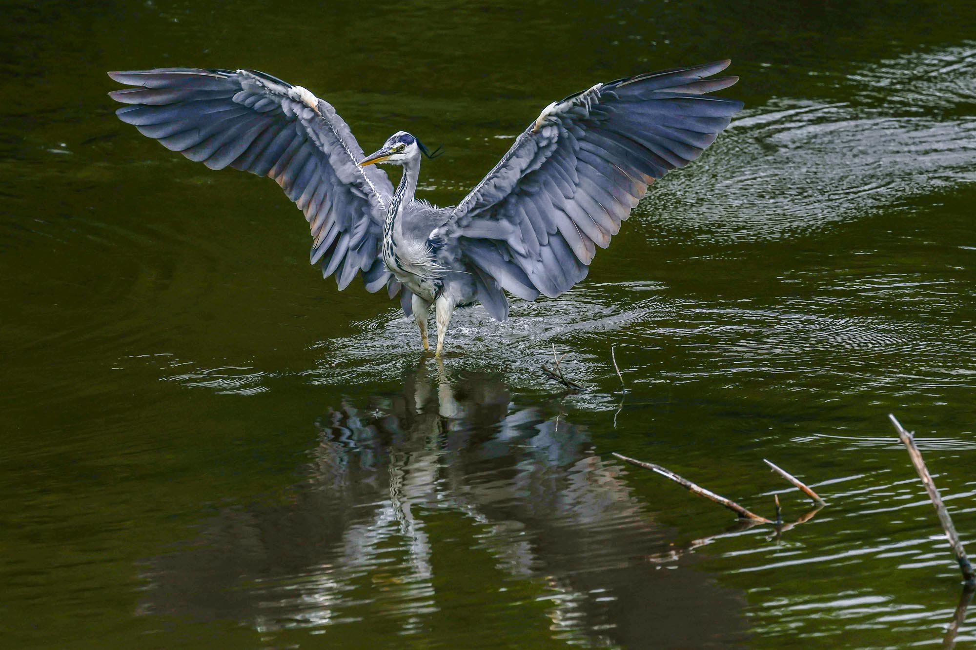 All in a Flap