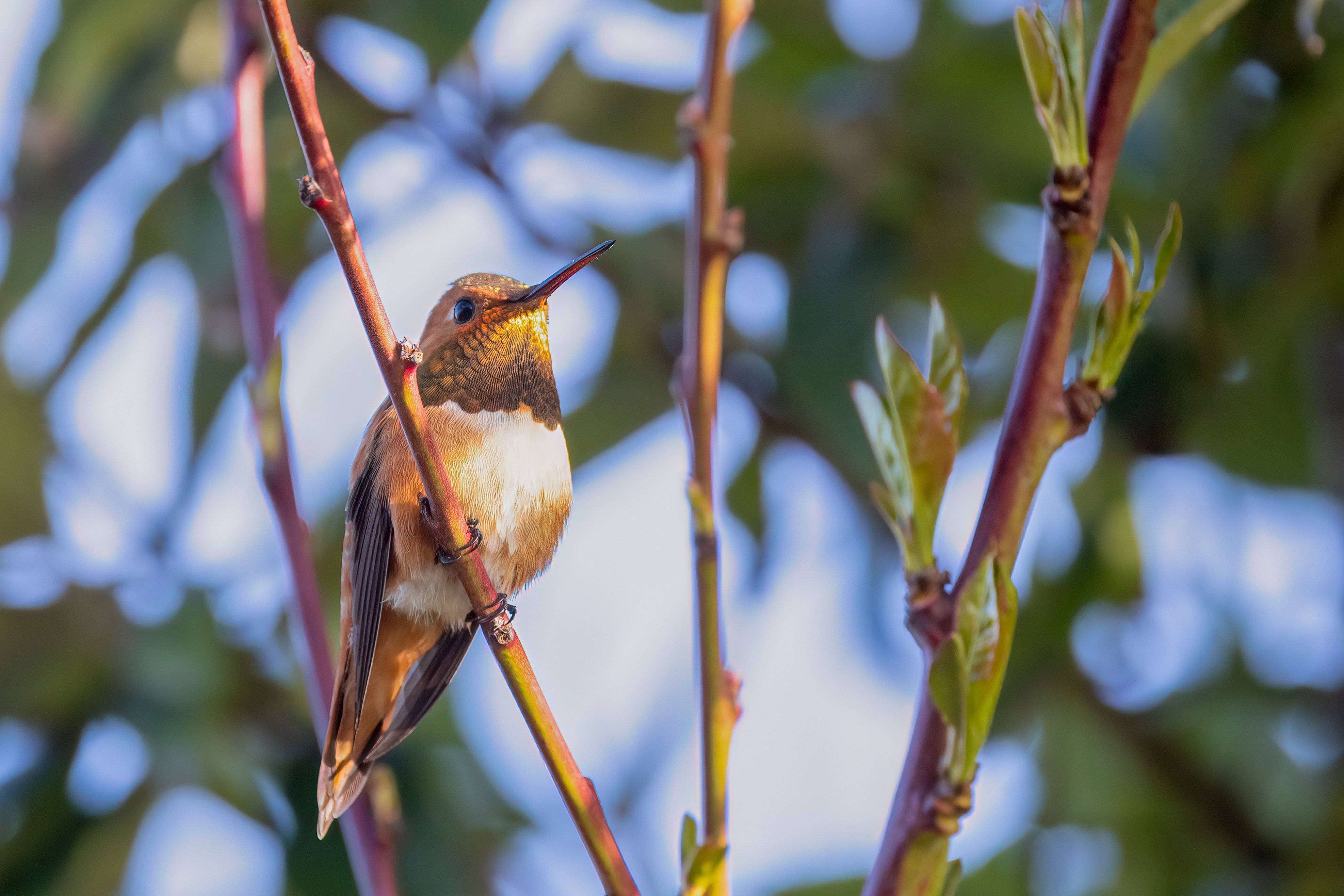 Allen's Hummingbird